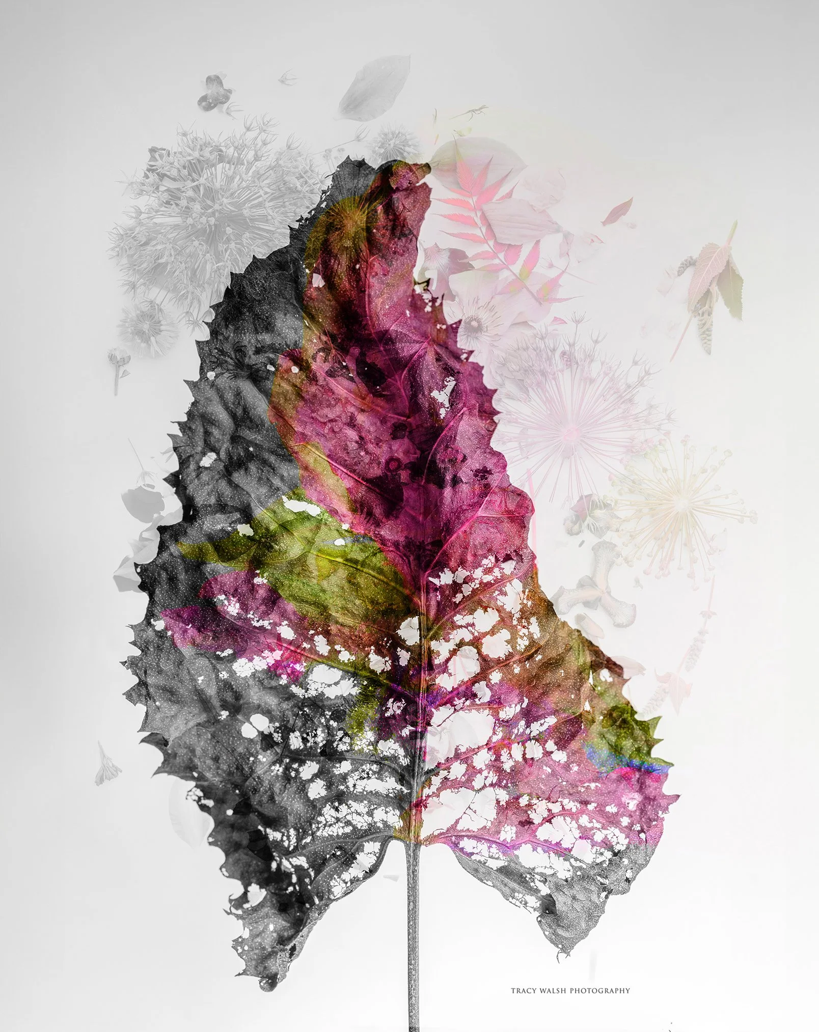 Life Dream by Tracy Walsh.jpg