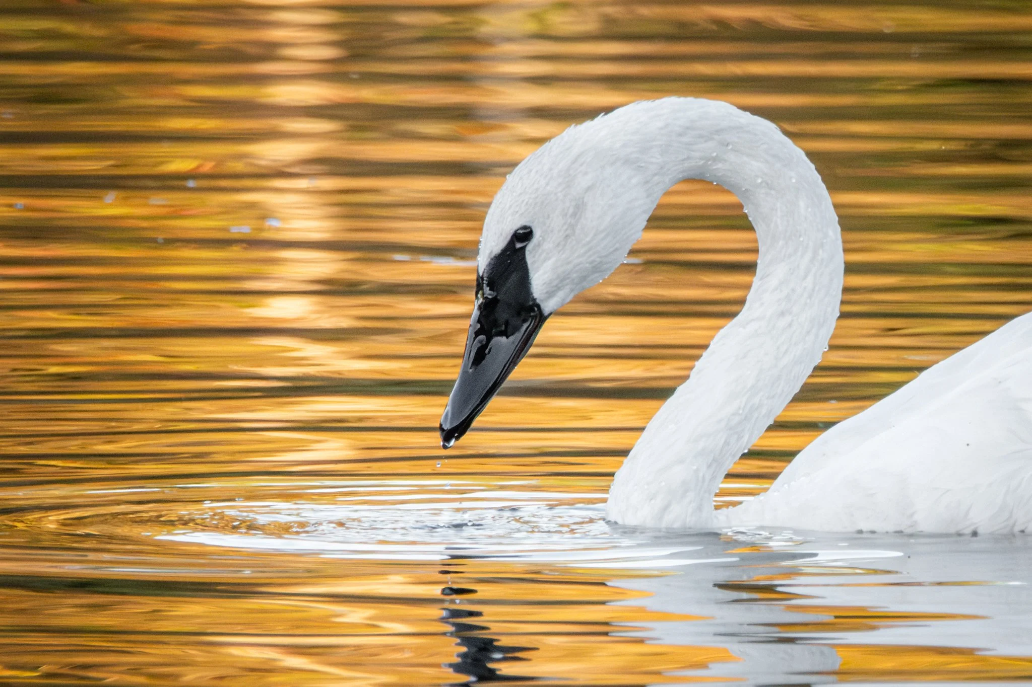 Drinking from the Sun - Rachel Hall.jpg