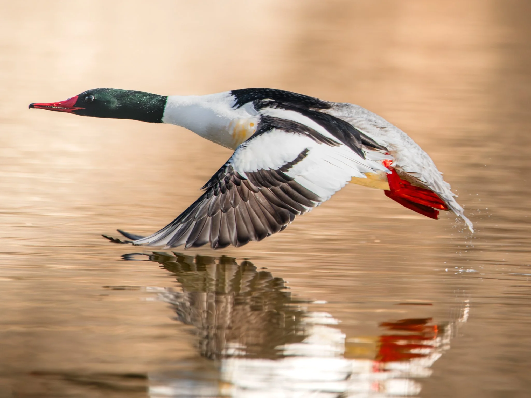 Glide Over Golden Waters - Rachel Hall.jpg