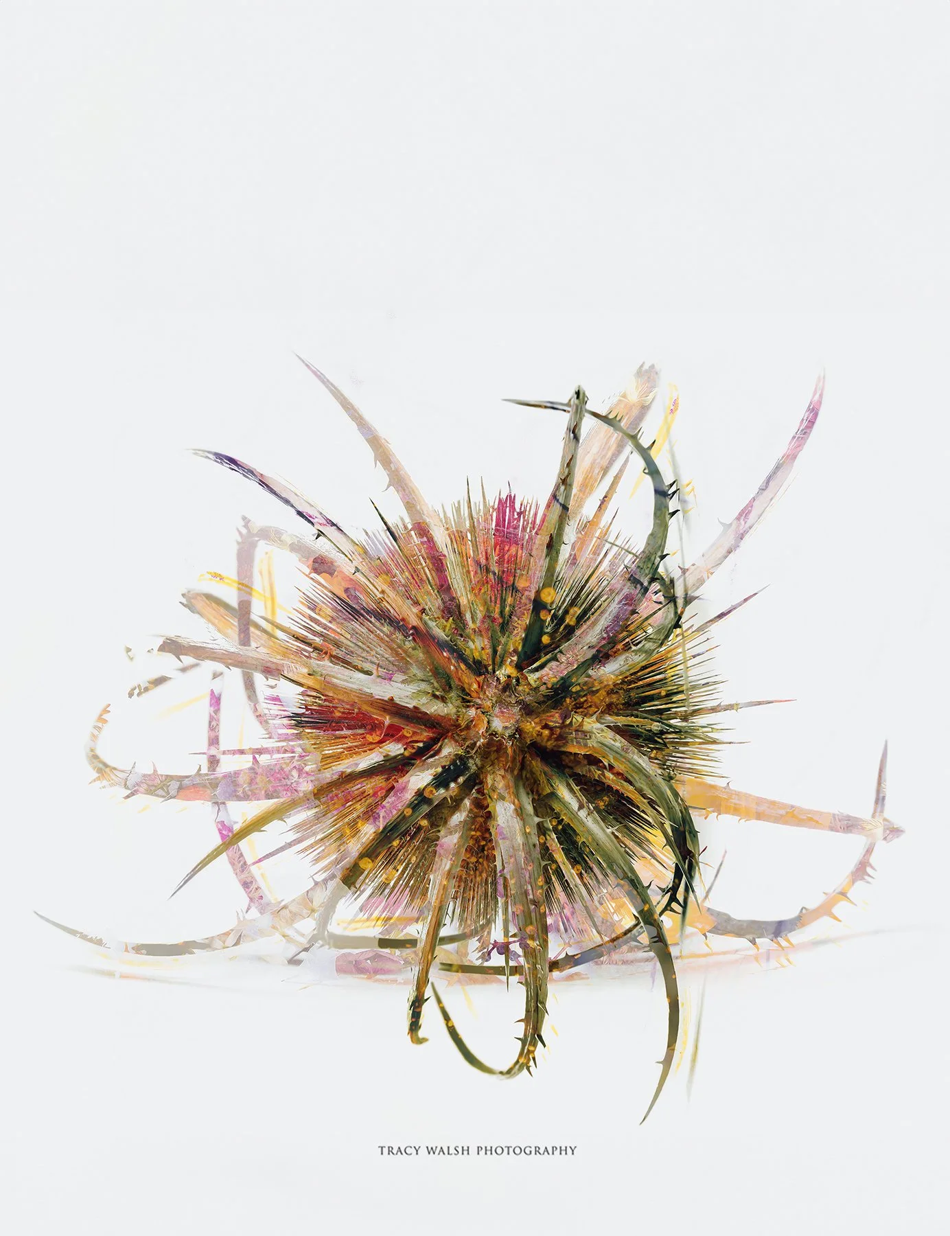 Untamed by Tracy Walsh.jpg