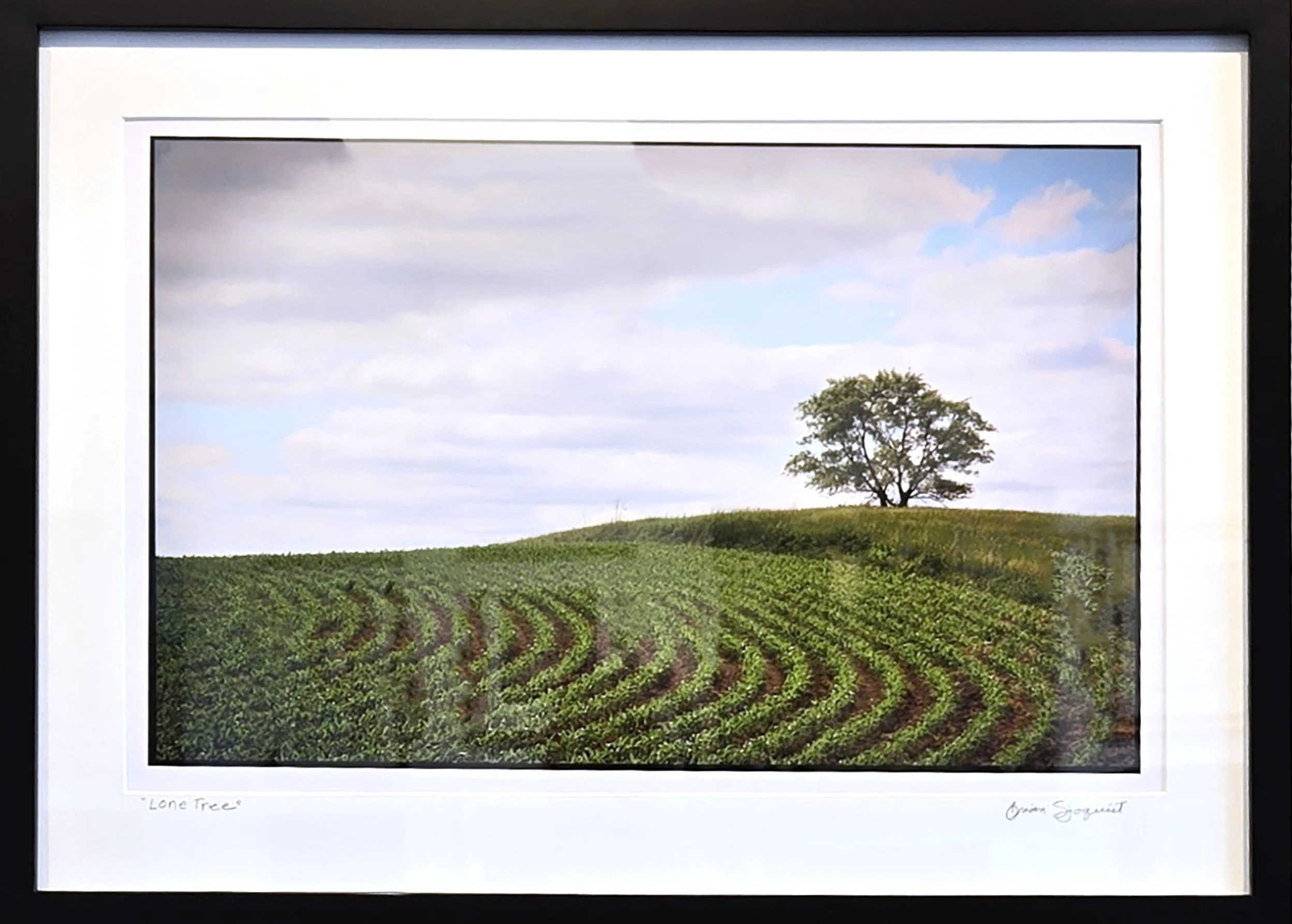 Lone Tree by Brian Sjoquist.jpg