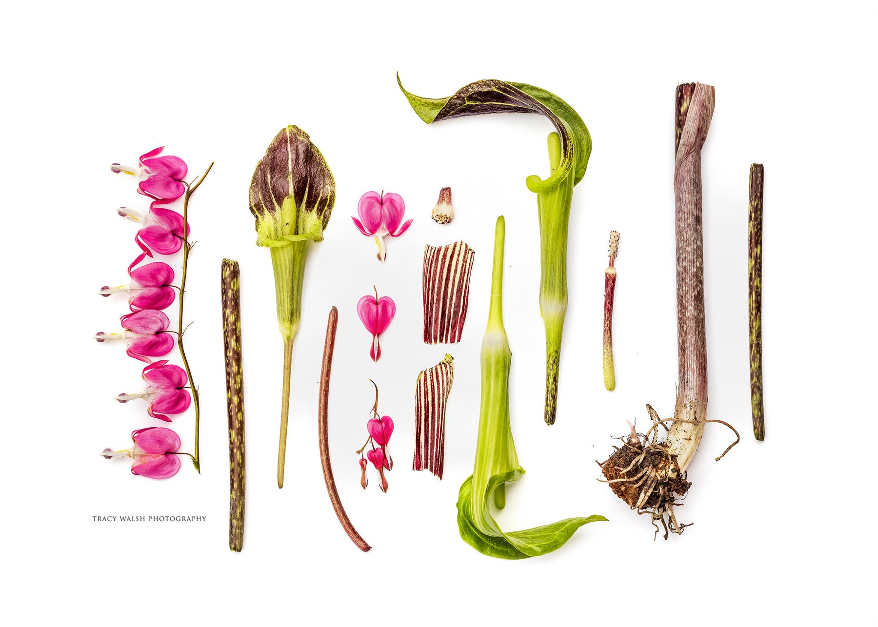 MN Spring Woodland Graden_TracyWalsh.jpg