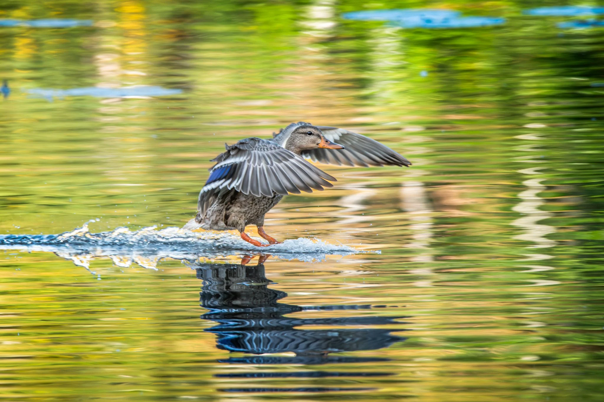 The Duck Who Danced On Color - Rachel Hall.jpg