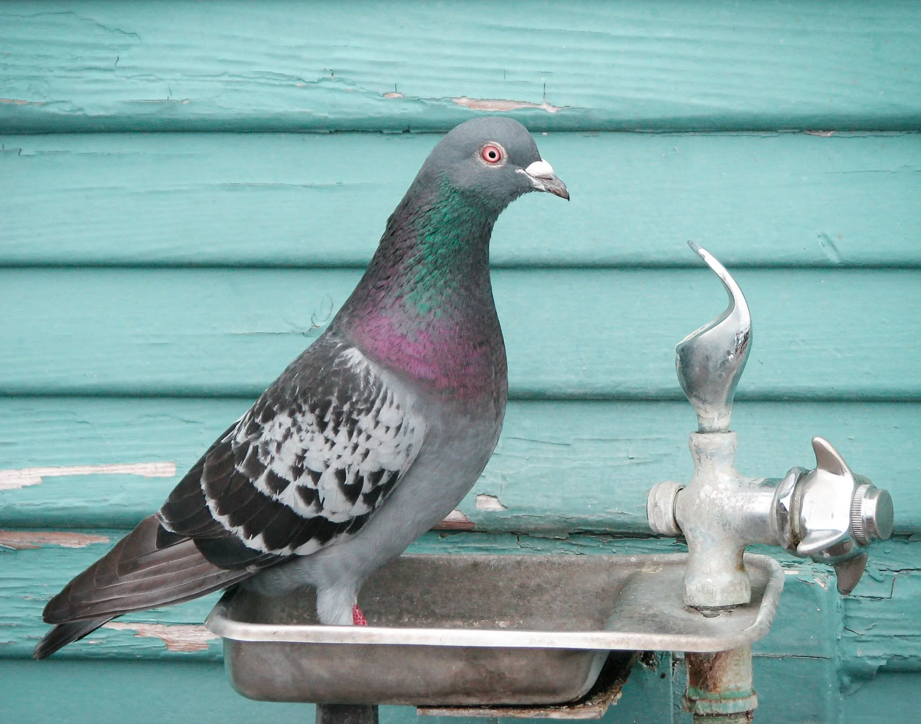 Pigeon Fountain - Rachel Hall.jpg