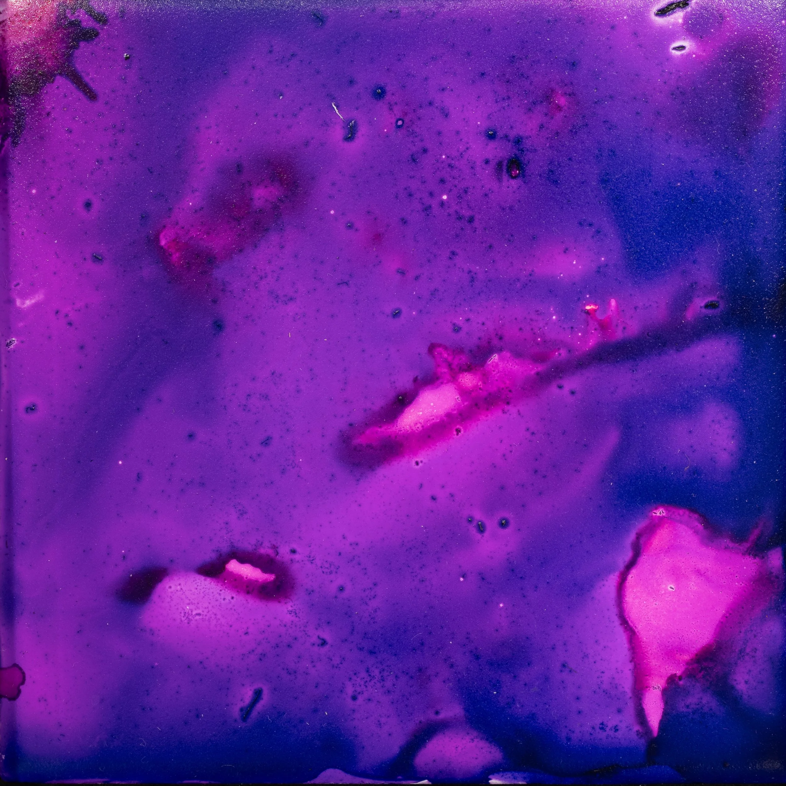 Cosmos Purple - Keith Stangeland.JPG