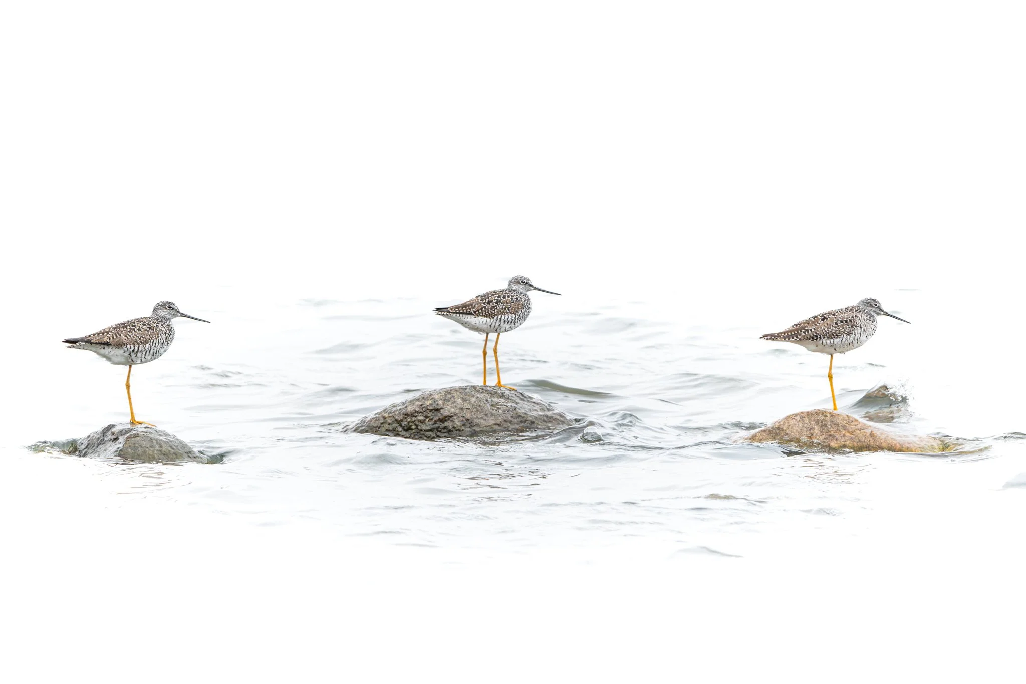 Greater Yellowlegs Trio - Rachel Hall.jpg