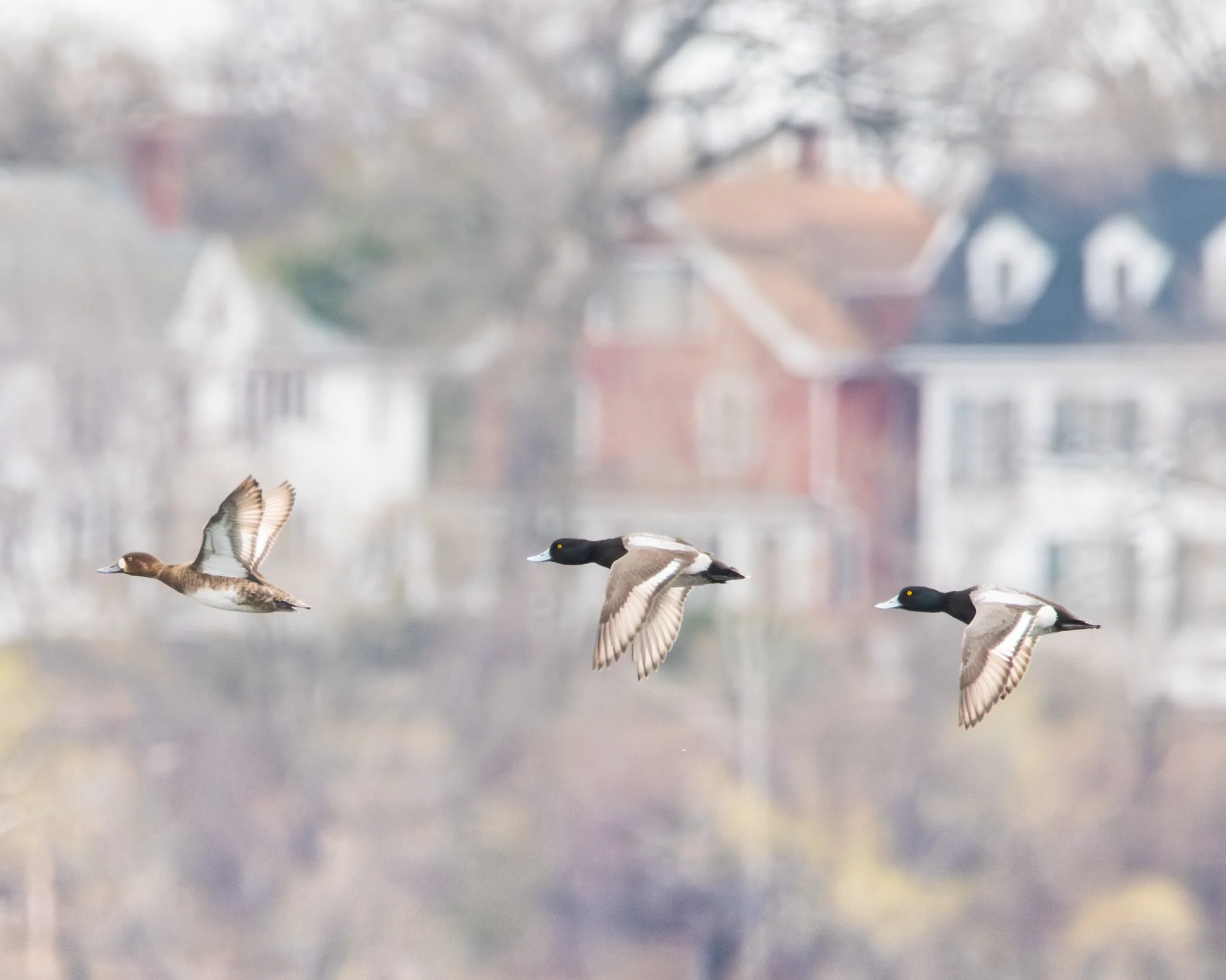 Urban Feathers - Rachel Hall.jpg