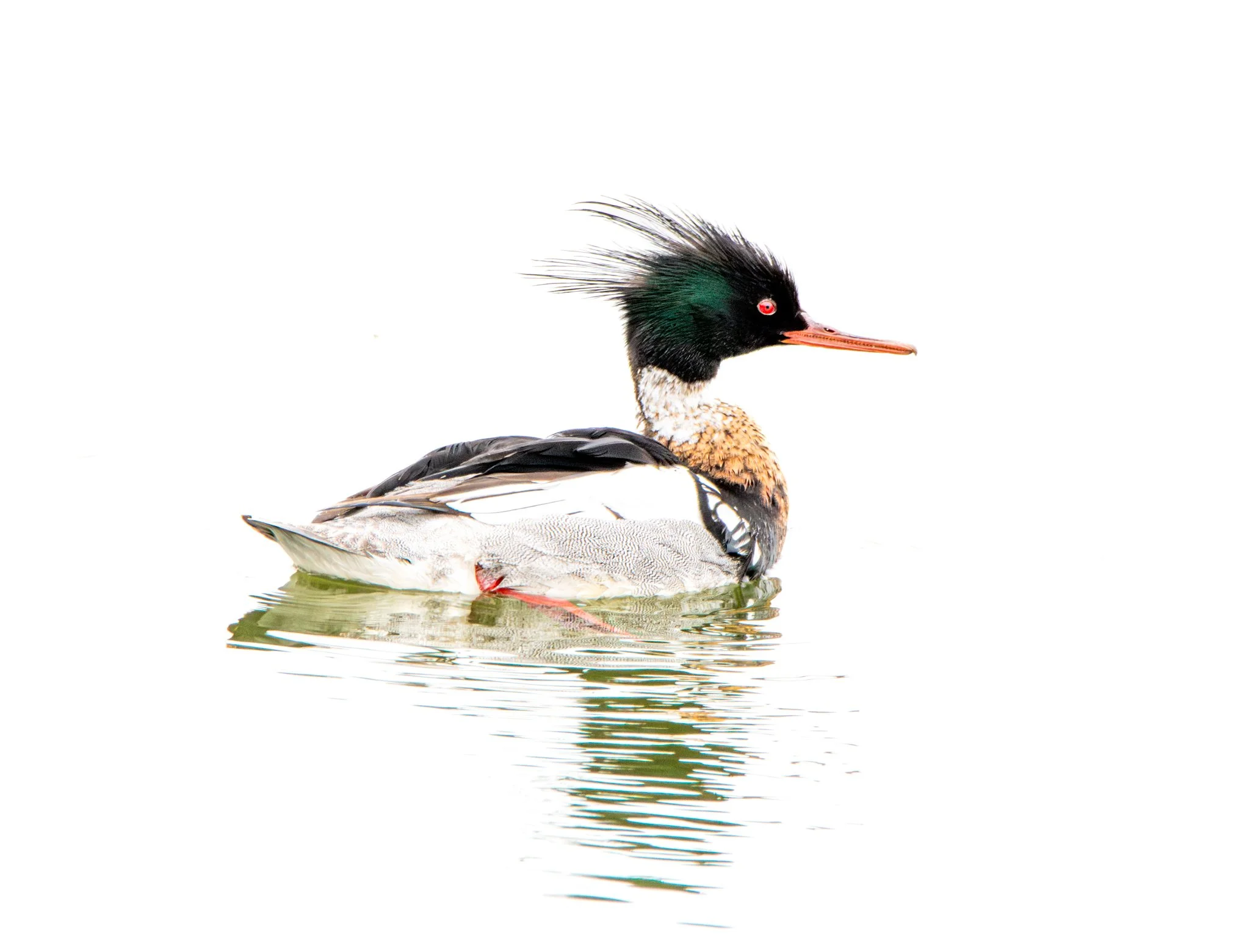 Red-Breasted Merganser - Rachel Hall.jpg