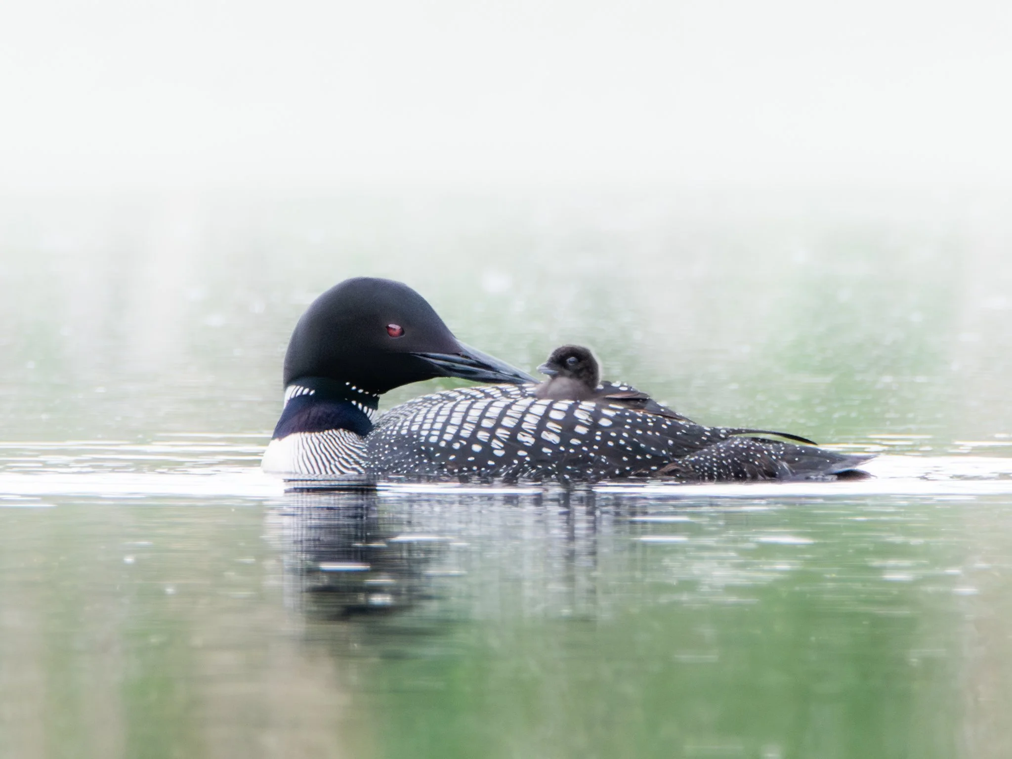 The Loon's Lullaby - Rachel Hall.jpg