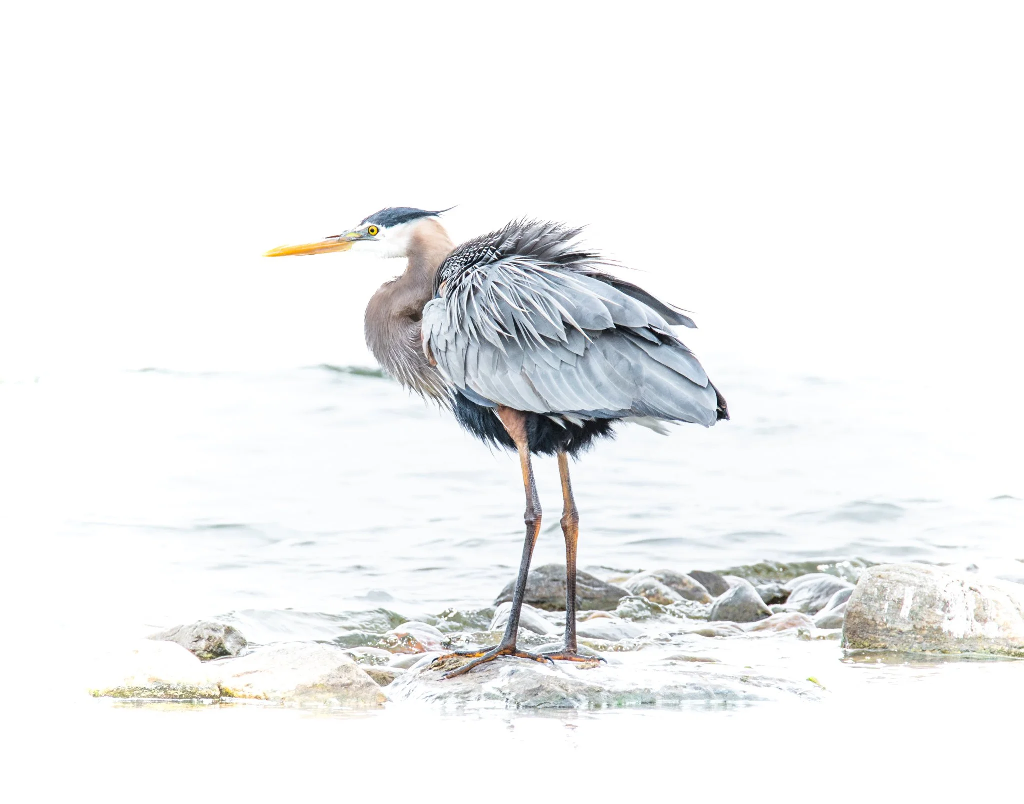 Great Blue Heron - Rachel Hall.jpg