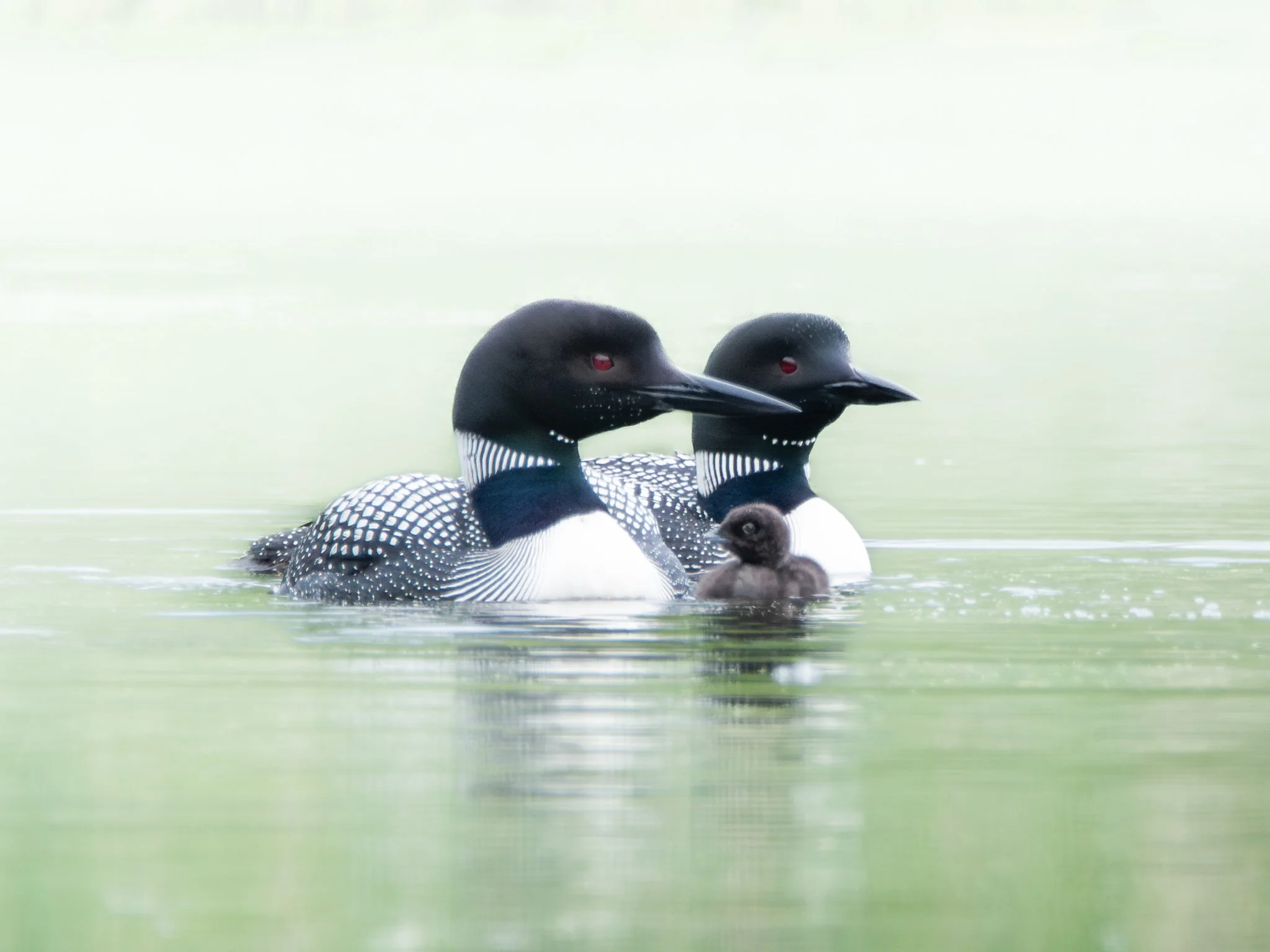 Floating on Quiet Waters - Rachel Hall.jpg
