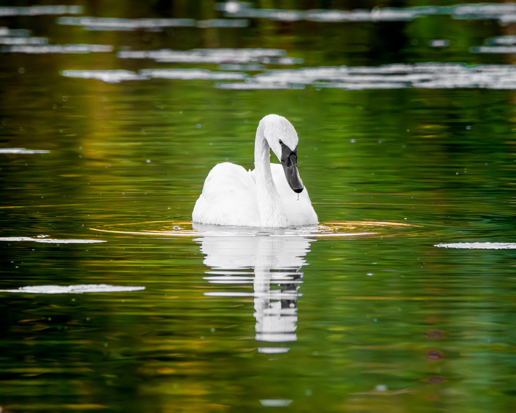 Glide Through Autumn’s Mirror - Rachel Hall.jpg