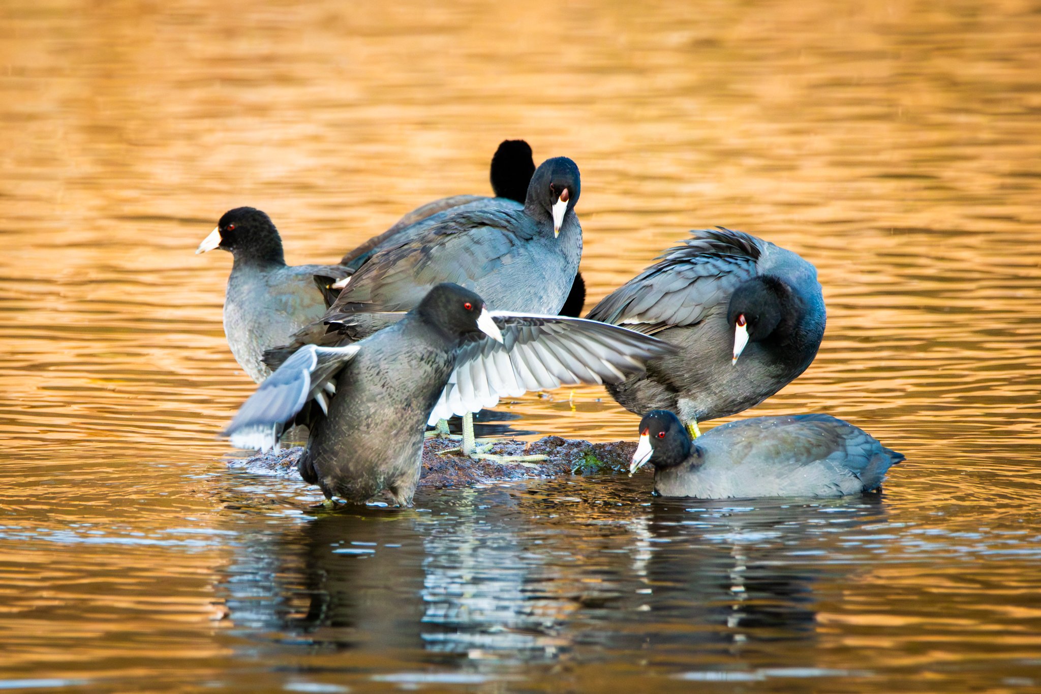 Q126 The Council of Coots - Rachel Hall(1).jpg