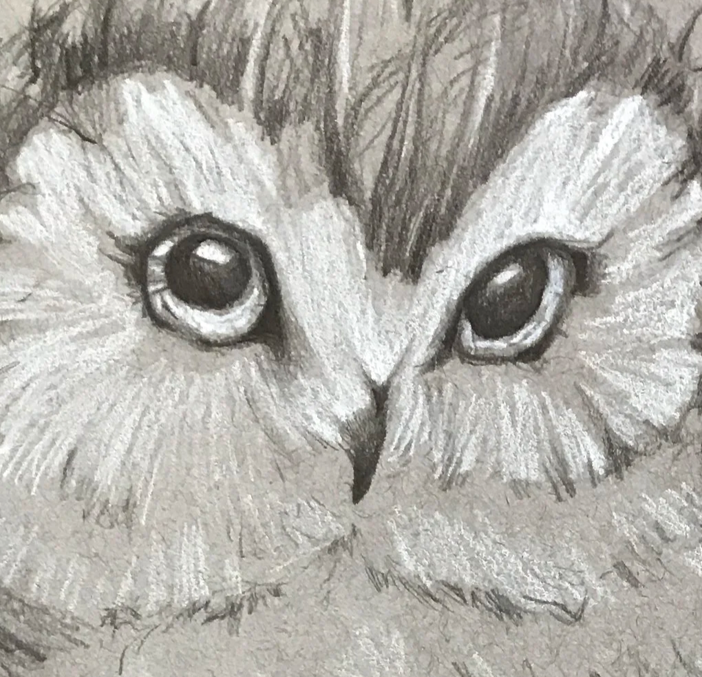 Owl%2BDrawing.png