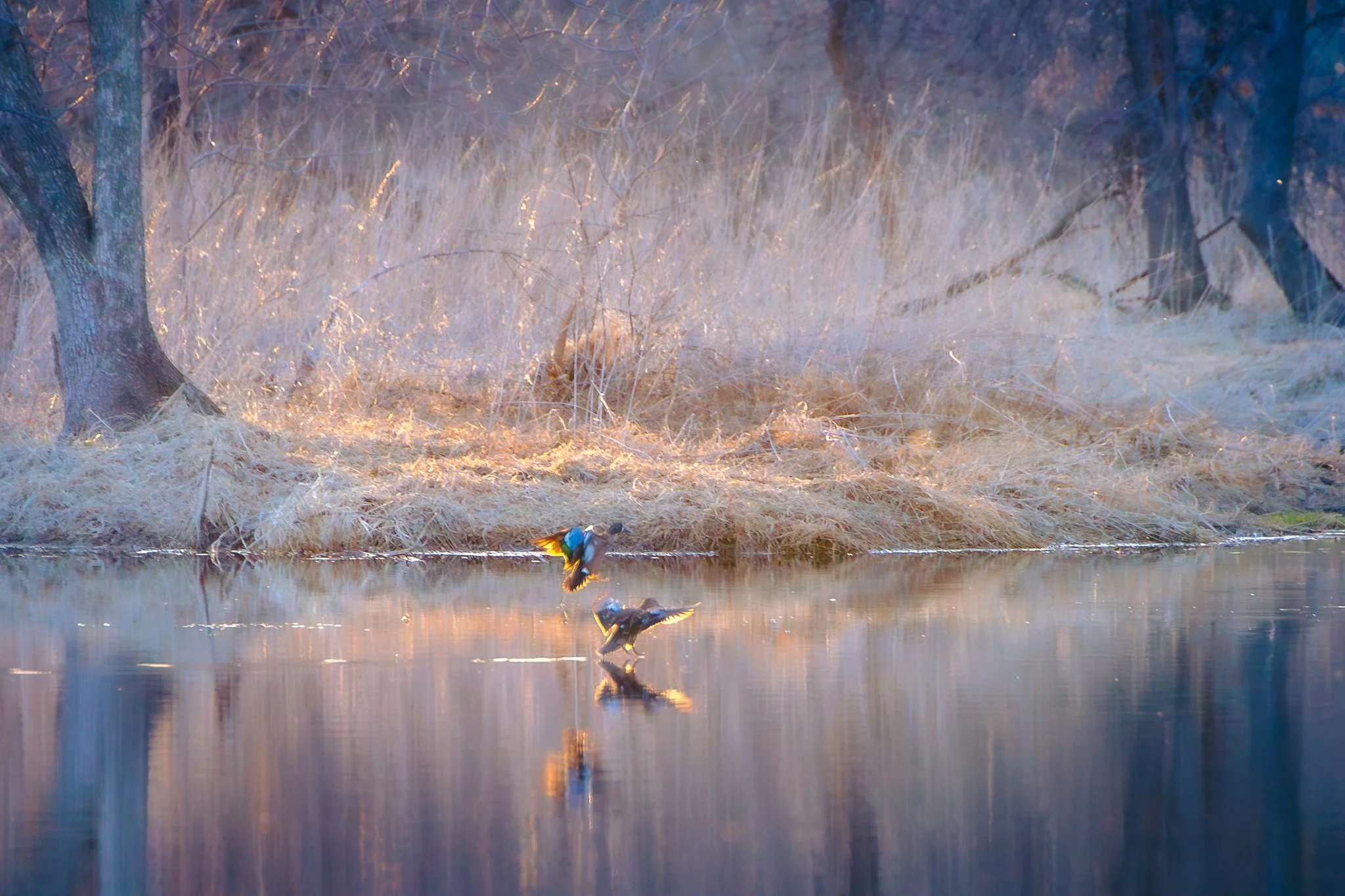 Migration in Mirrorlight - Rachel Hall.jpg