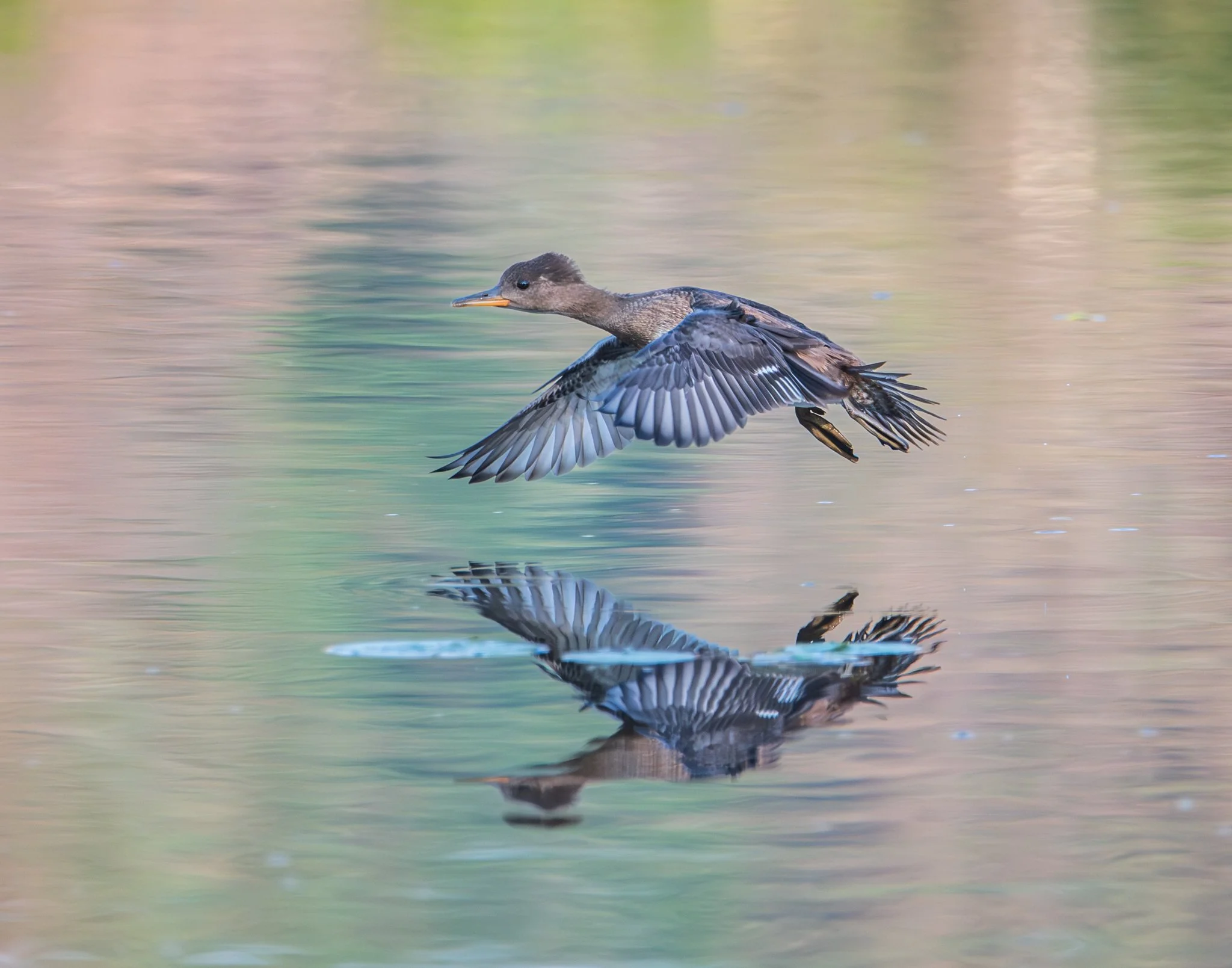 Mirrored flight over painted water - Rachel Hall.jpg