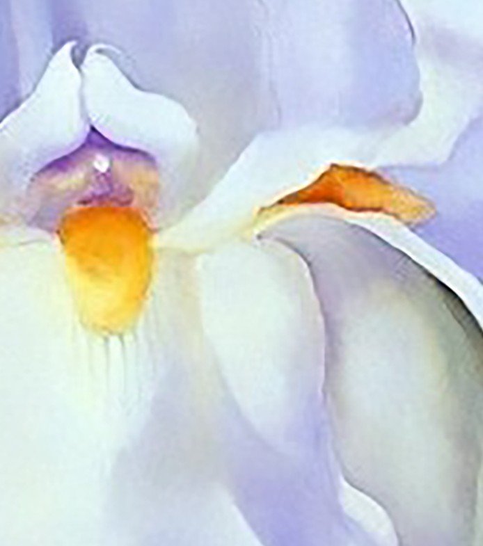GEORGIA+OKEEFE+IRIS+PAINTING 2.jpg