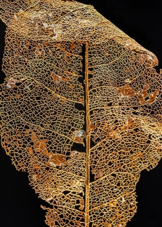 TracyWalshPhoto_SkeletonLeaf_2.jpg