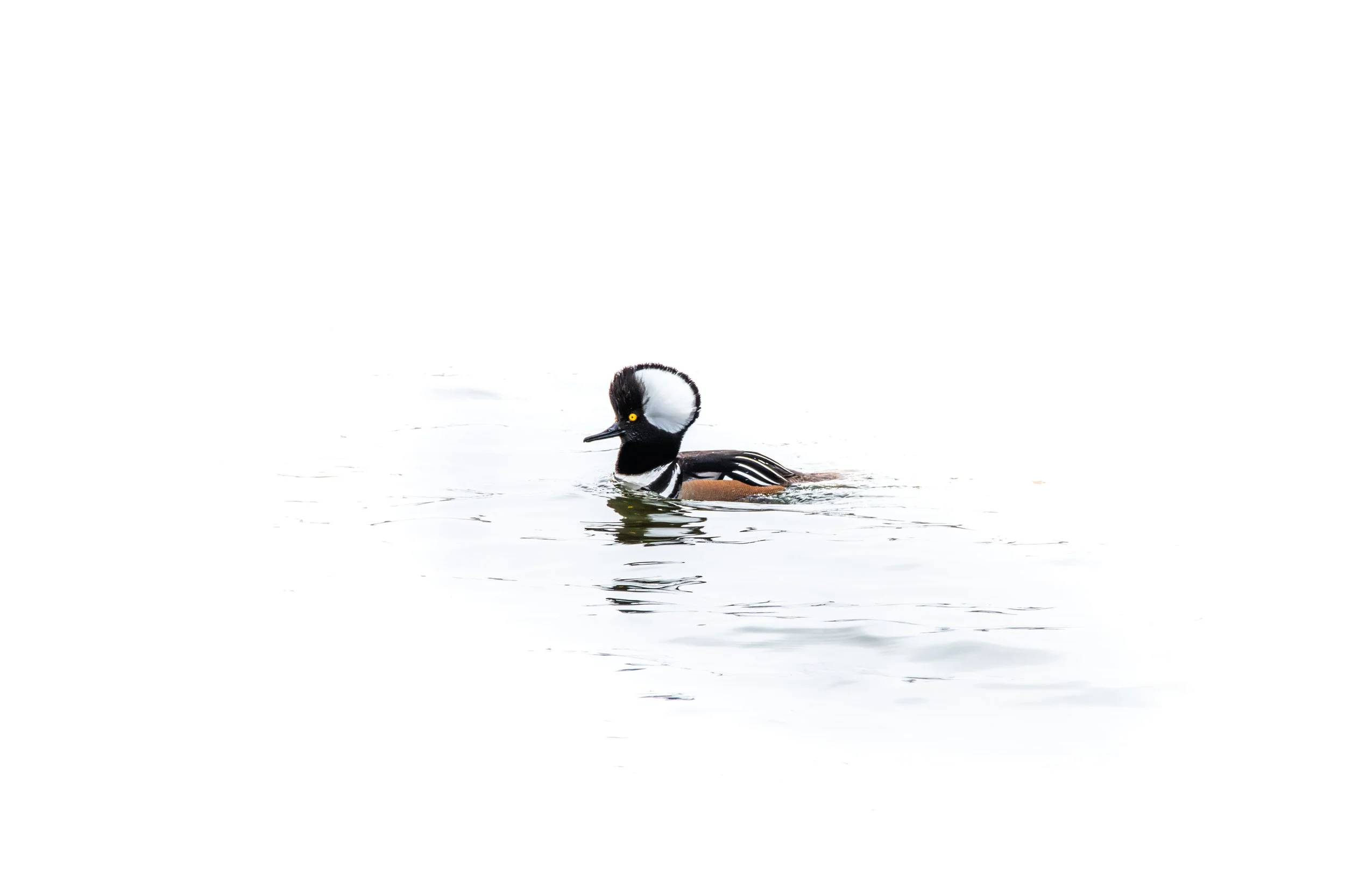 Hooded Merganser - Rachel Hall.jpg