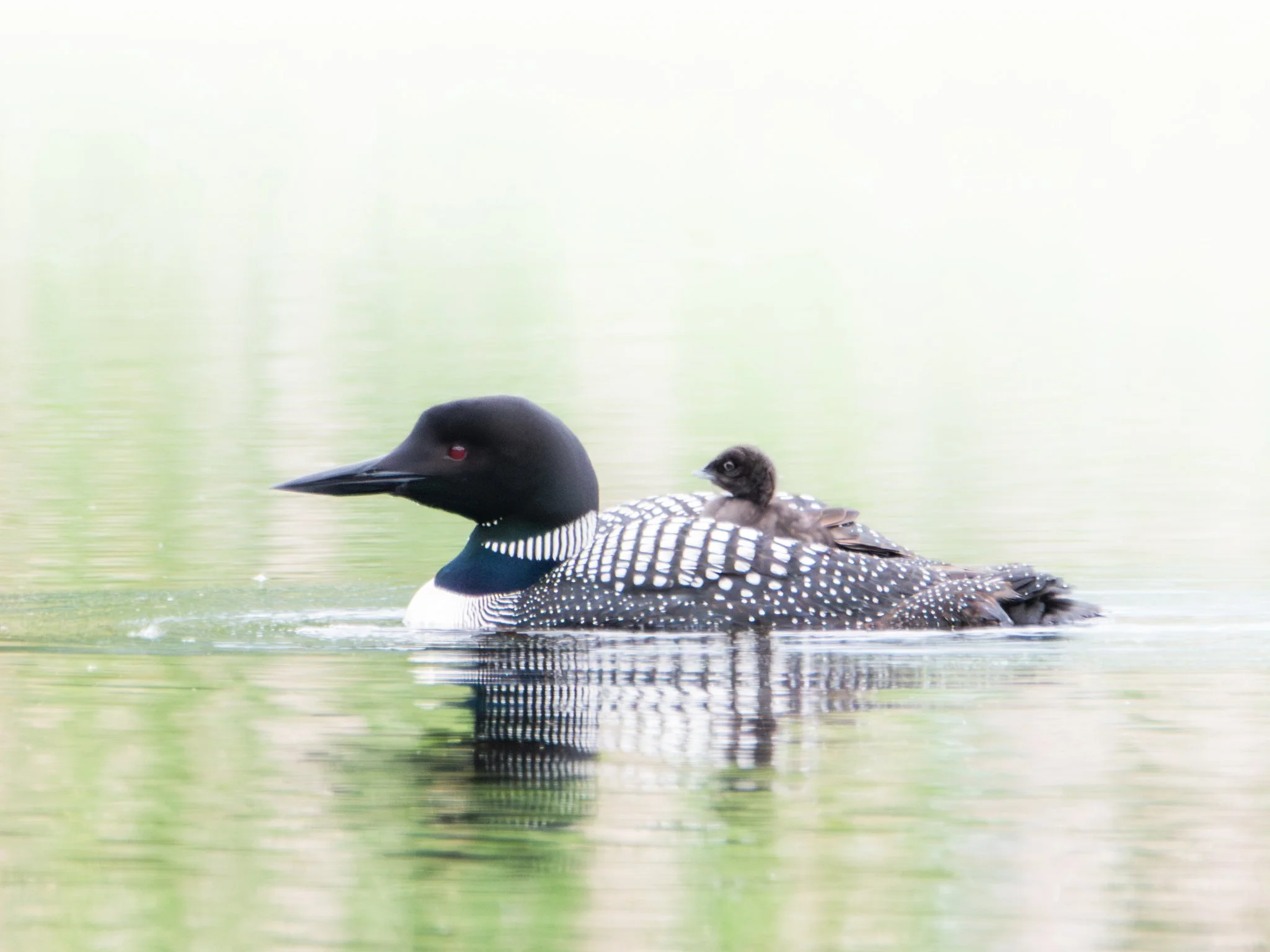 The Feathered Ferry - Rachel Hall.jpg