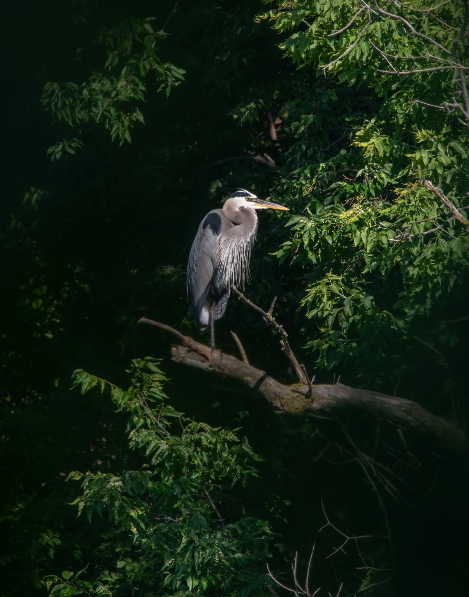 Perched in Quiet Light - Rachel Hall.jpg