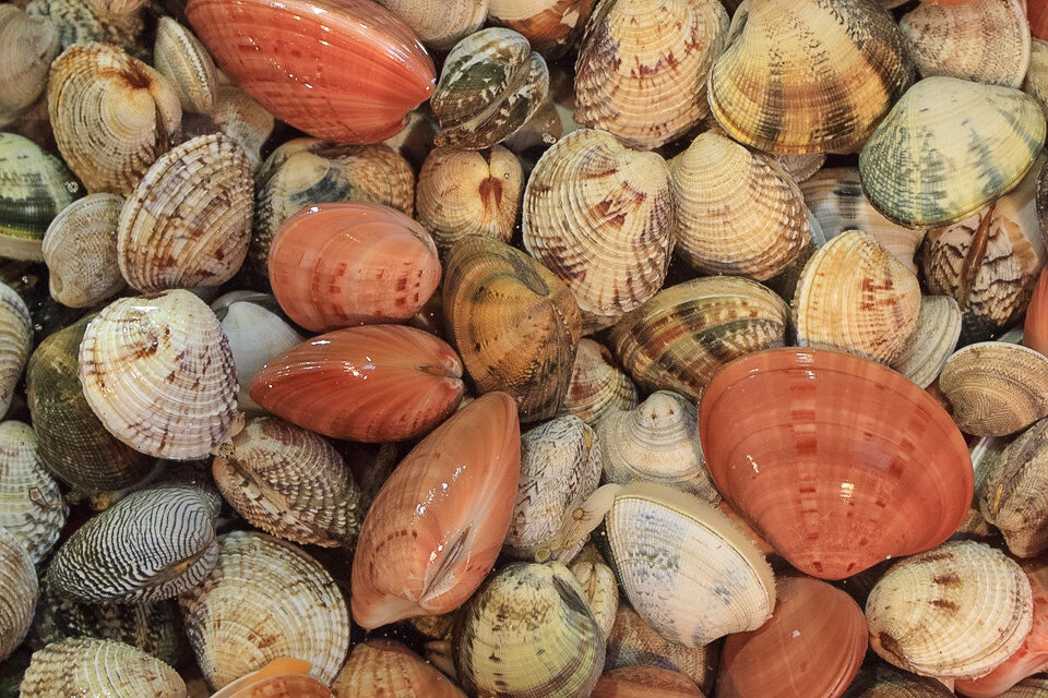 Colorful clams and cockles, Naples