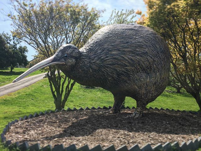This very rare giant kiwi exists only in the Te Puke area, NZ&rsquo;s largest flightless bird. Unlike its nocturnal cousins this Kiwi is active all hours of the day..... 🚀
Painted for Seeka