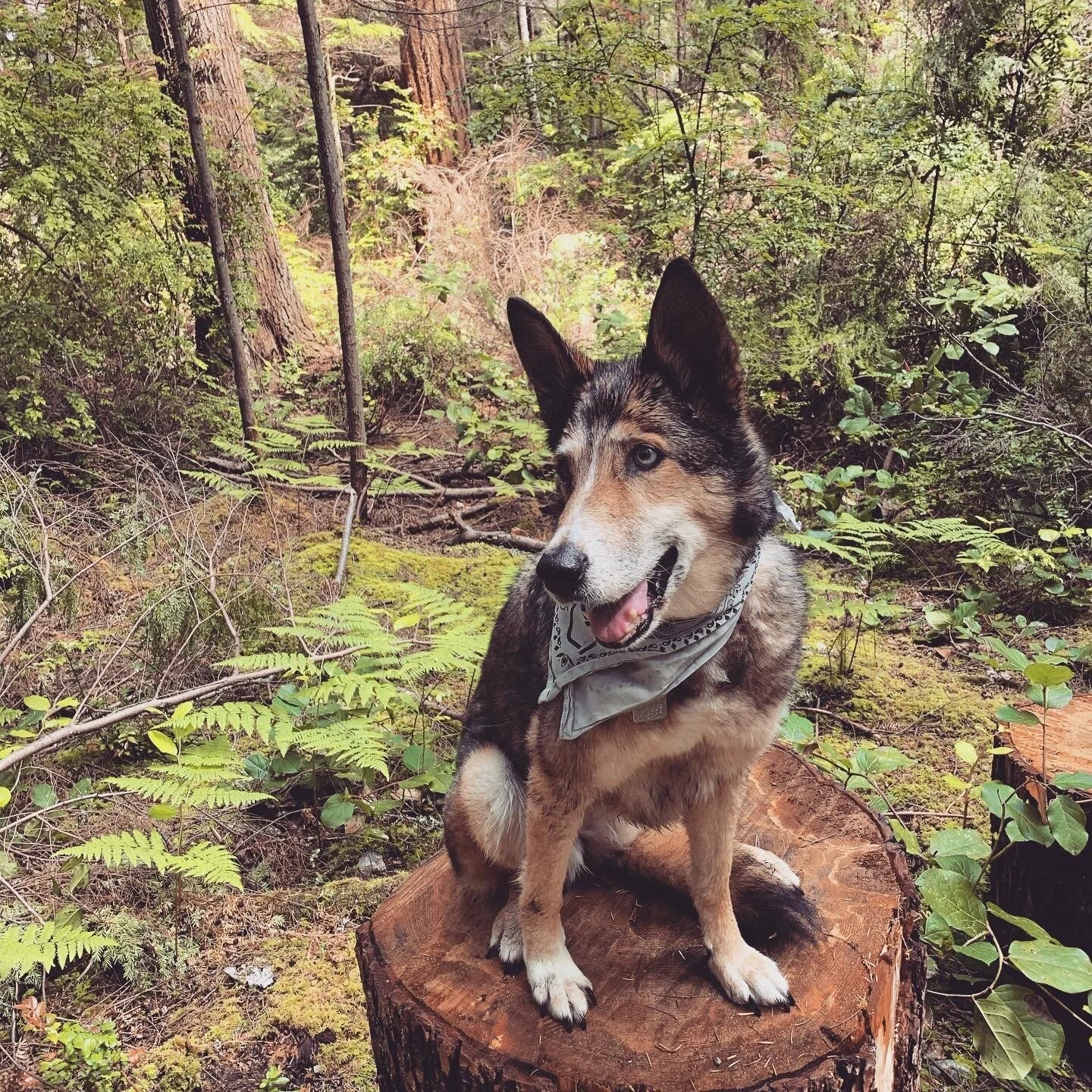 Maybe a Wolf. Could Be a Coyote. 