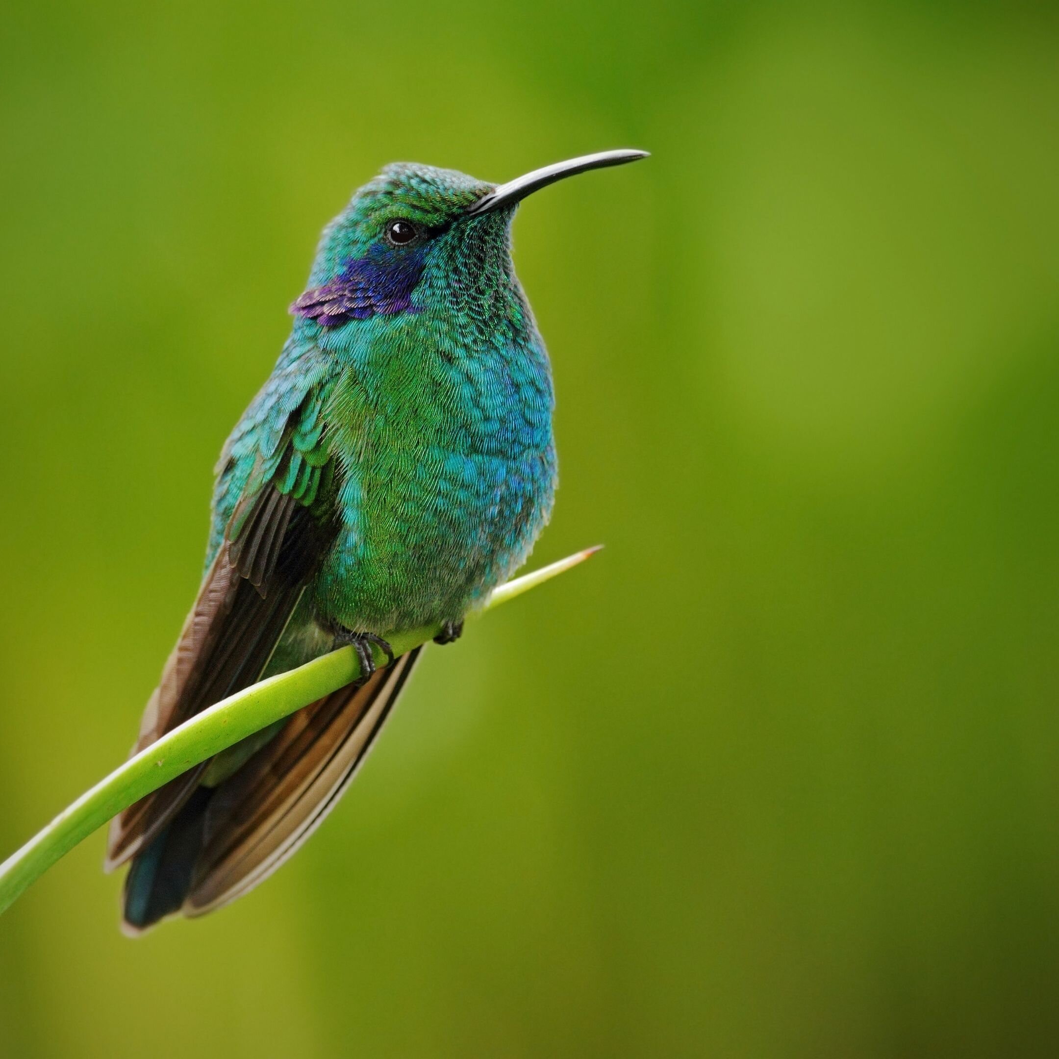 Humming Bird Costa Rica .jpg
