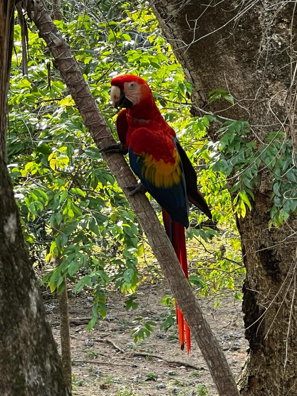 Costa Rica Macaw Visit 2024.JPG