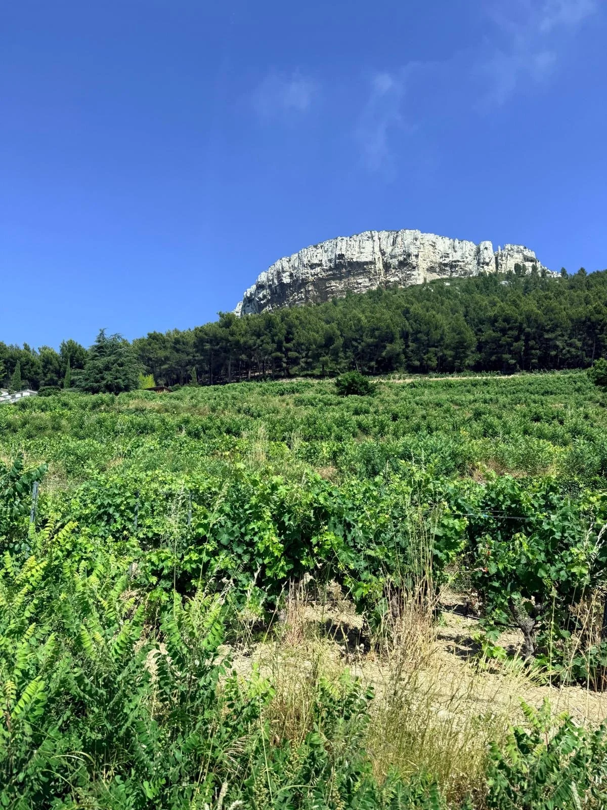 provence-vineyard-camargue-solo-female-travel.JPG