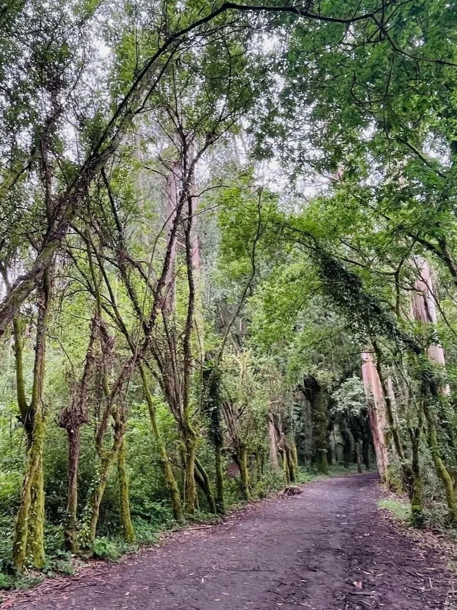 guided+Camino+trip+for+solo+female+travelers+the+path+on+the+French+Way+Camino.jpg