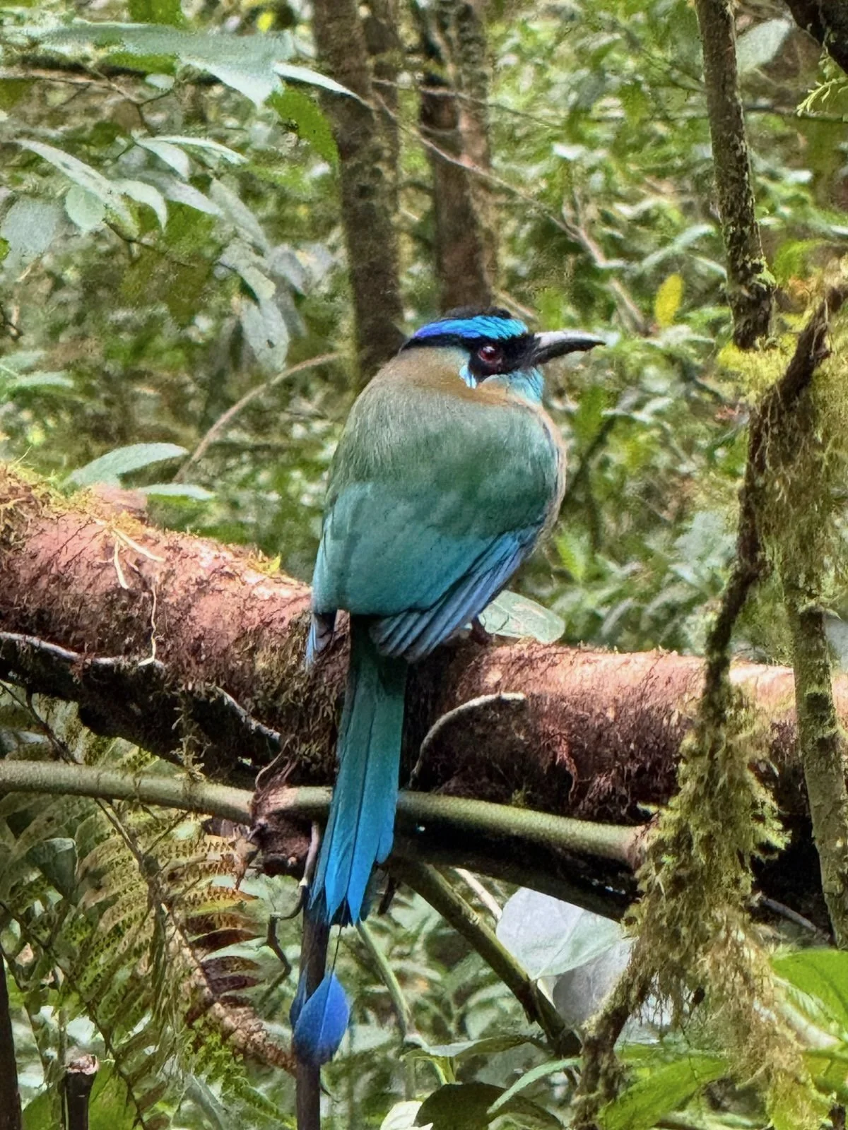 women-only costa rica tour bird watching.jpeg