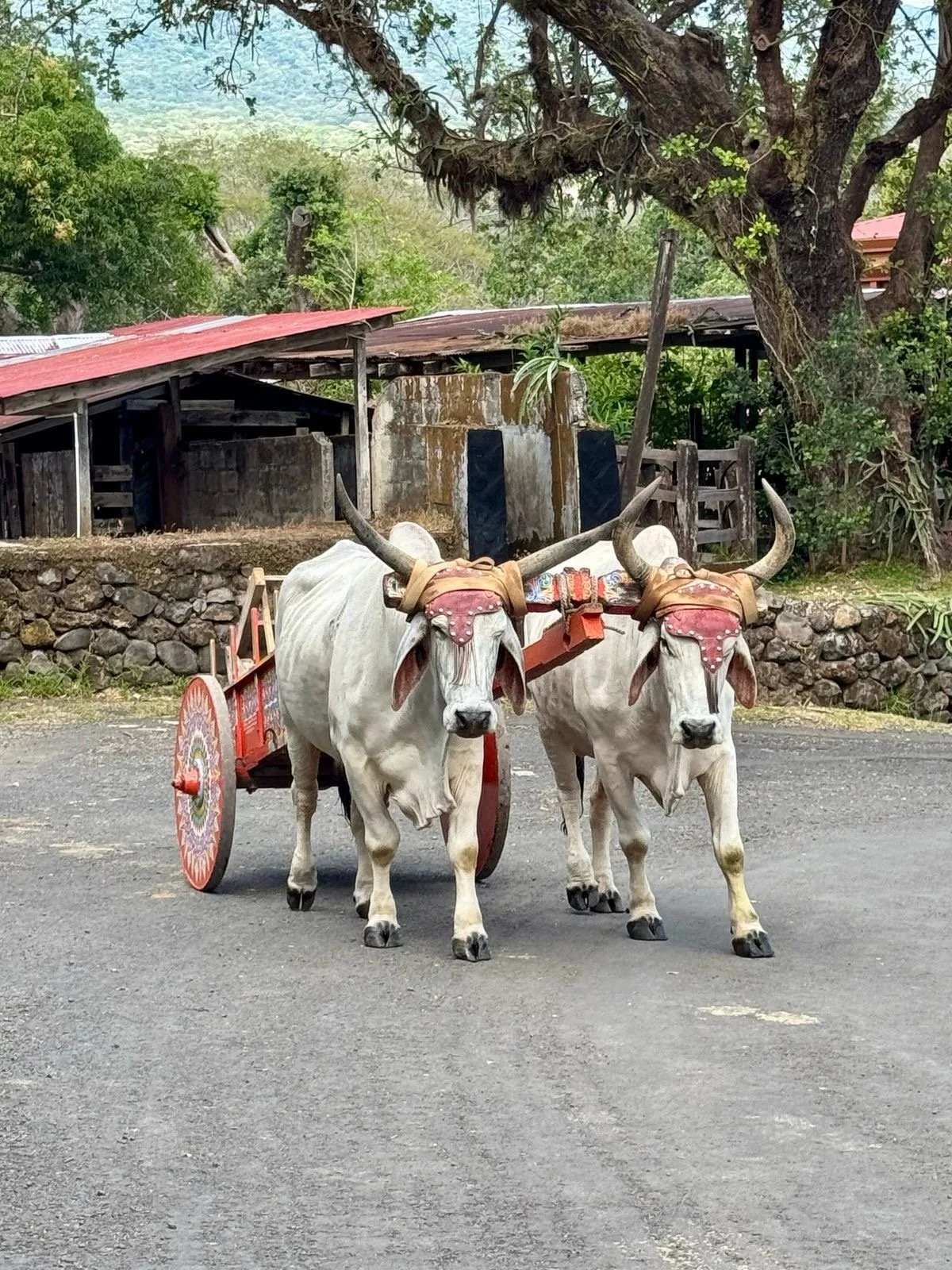 ranch in liberia women-only costa rica tour.jpeg