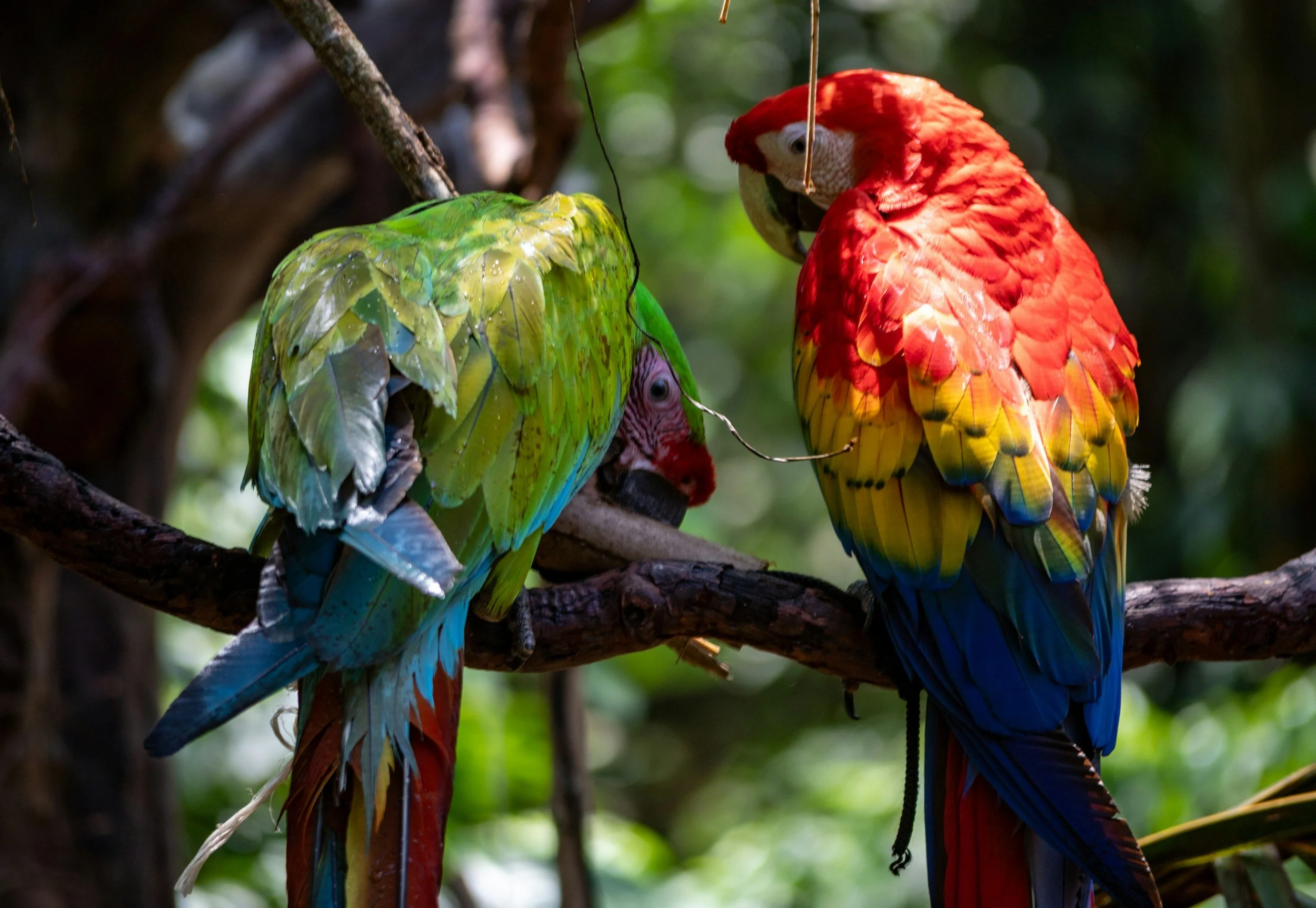 scarlet and great green macaw in costa rica rainforest