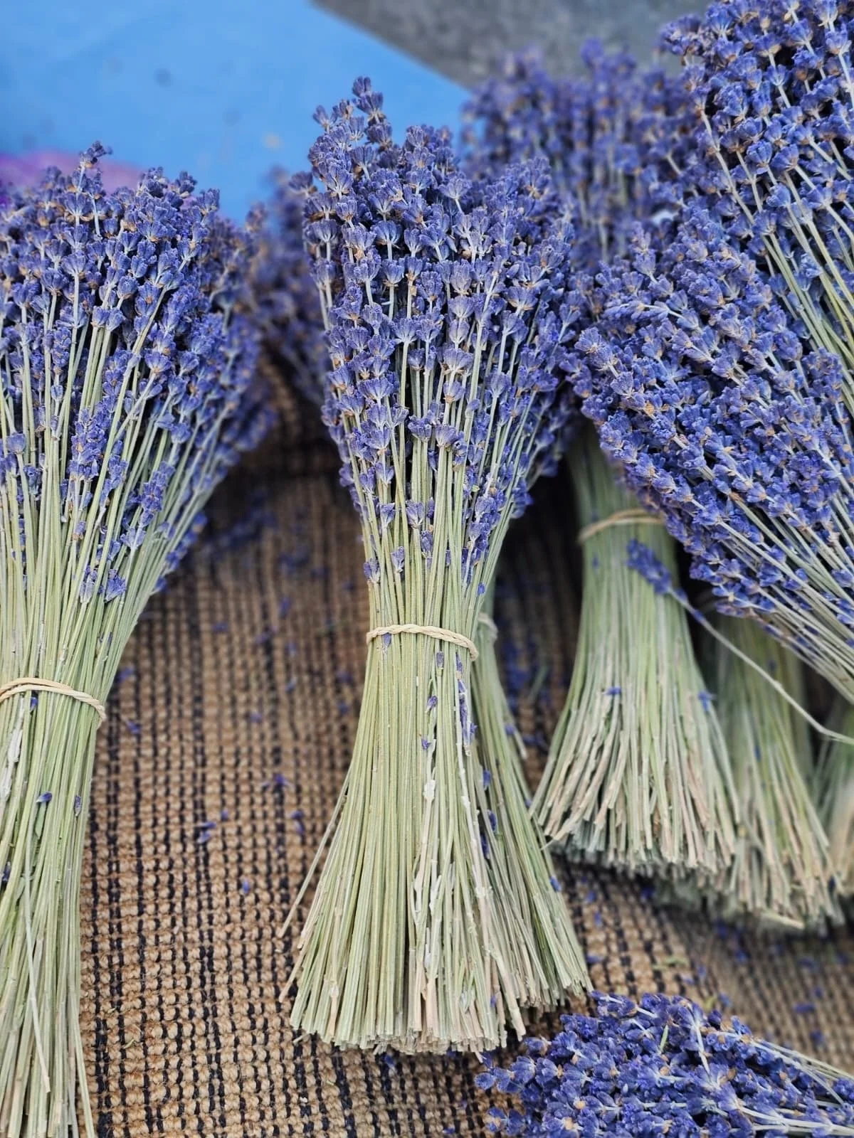 women_s france tour provence buying lavender .jpeg