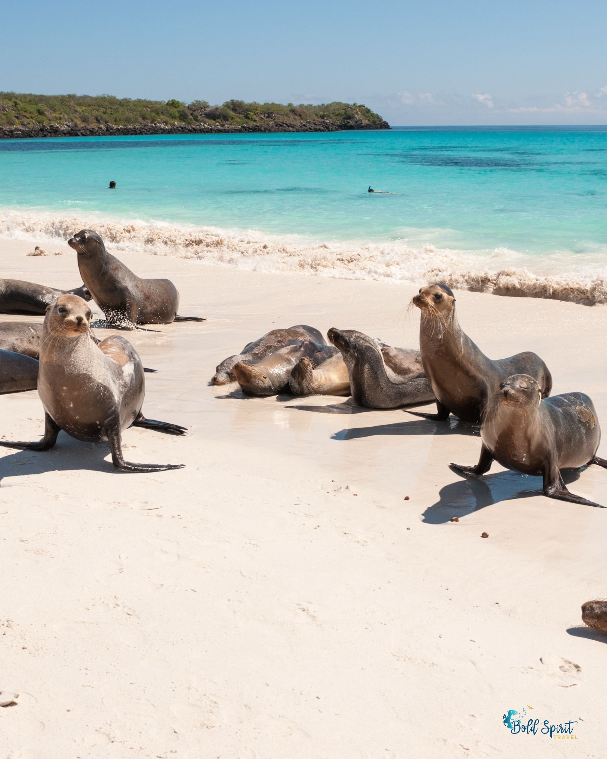 guided galapagos tours for women beach and seals.jpg