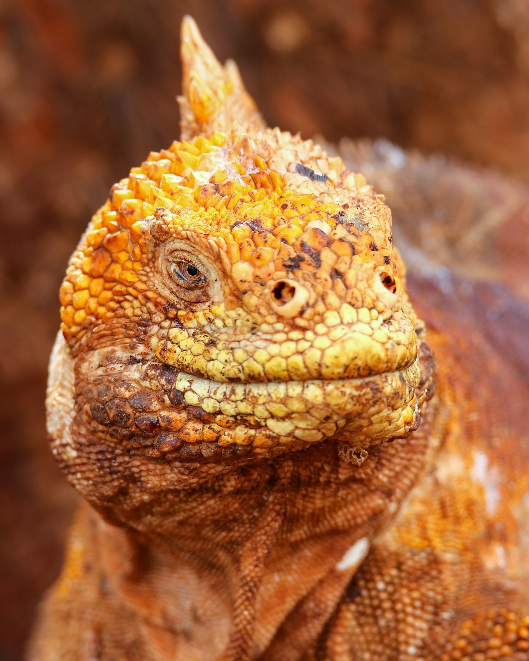 guided galapagos tours for women iguana.jpg