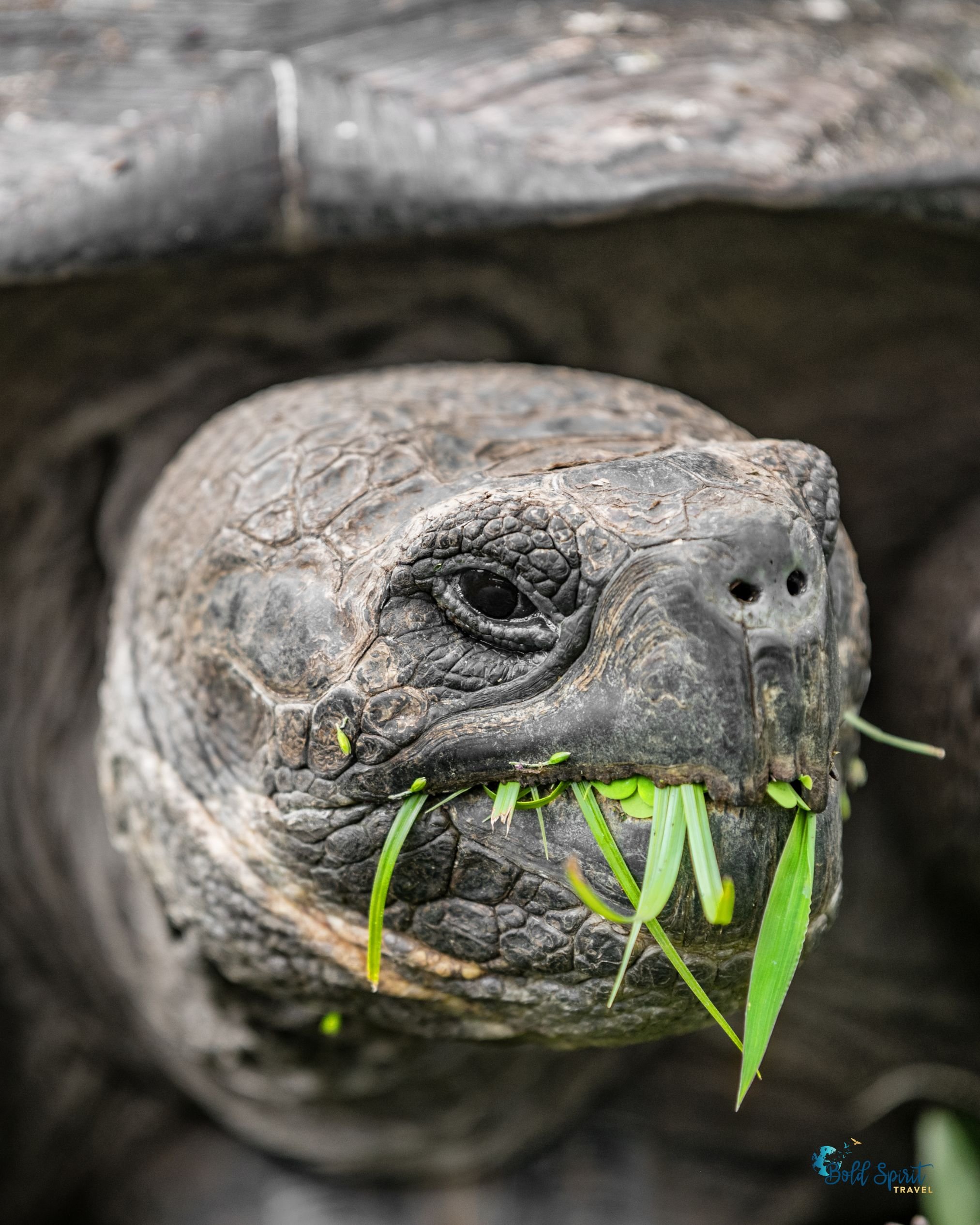 guided galapagos tours for women Santa Cruz Tortoise Reserve.jpg