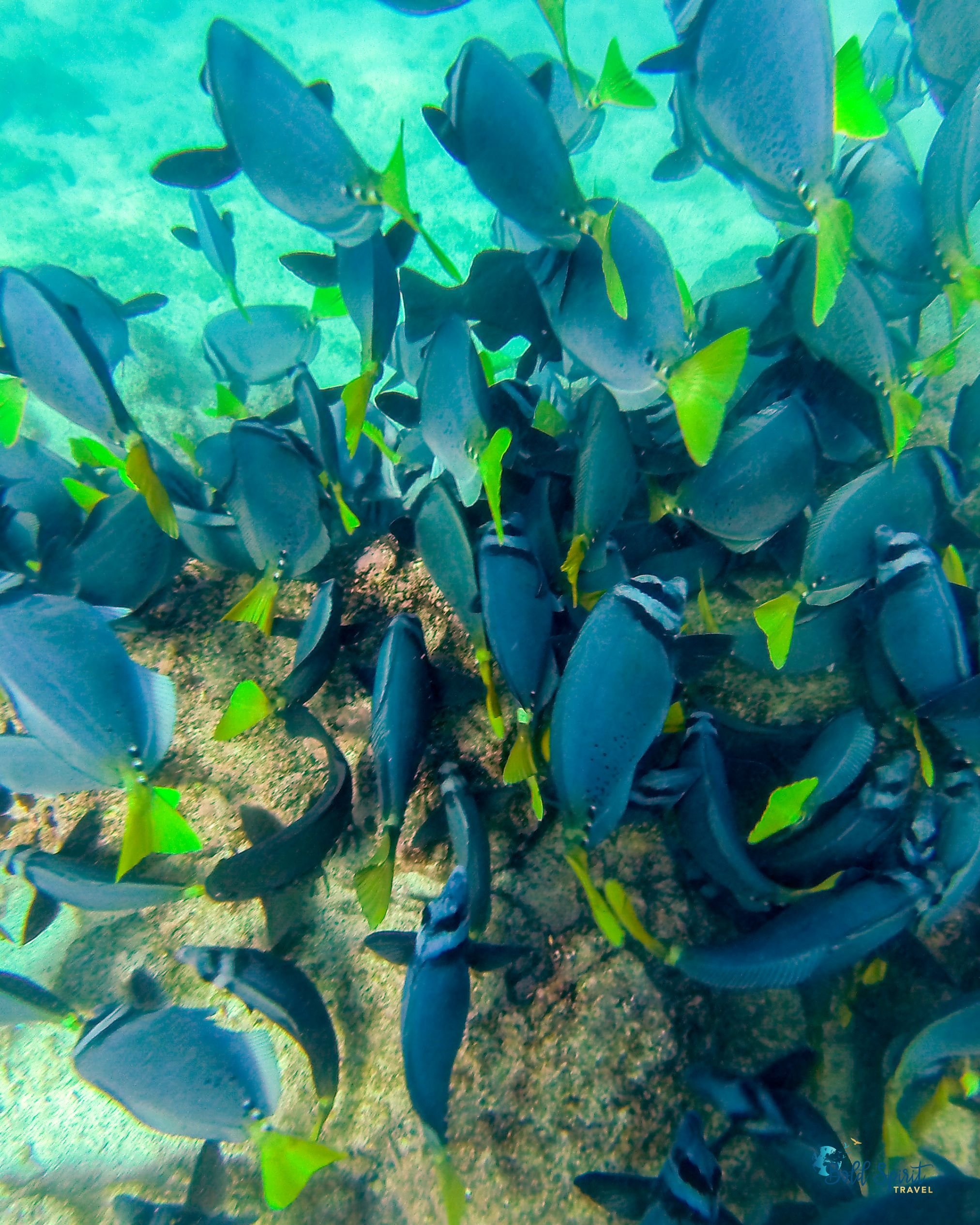 guided galapagos tours for women snorkel.jpg