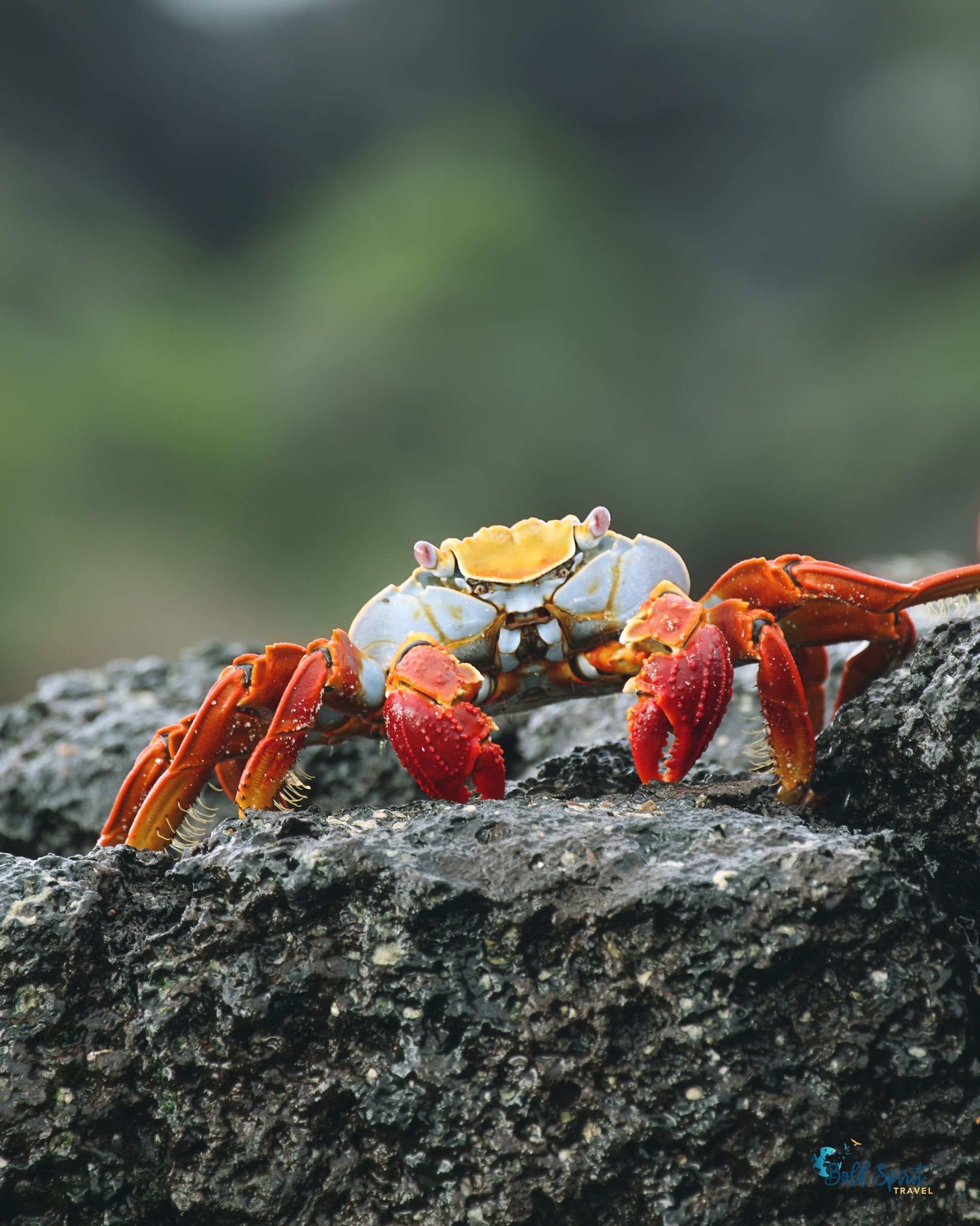 guided galapagos tours for women wildlife.jpg