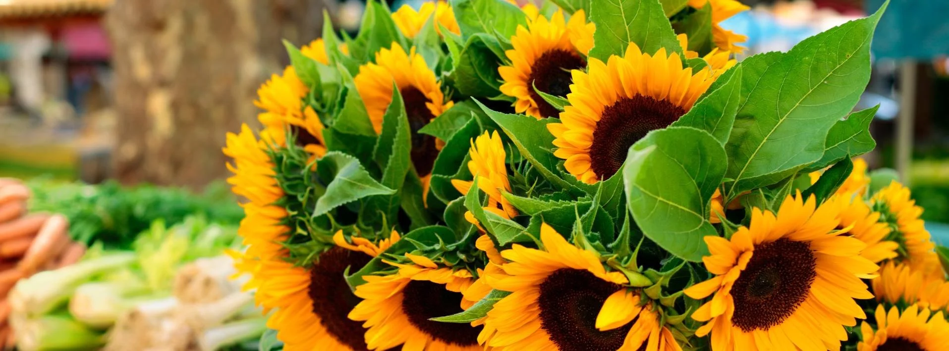 June tours for women to Provence including Aix and St Remy markets