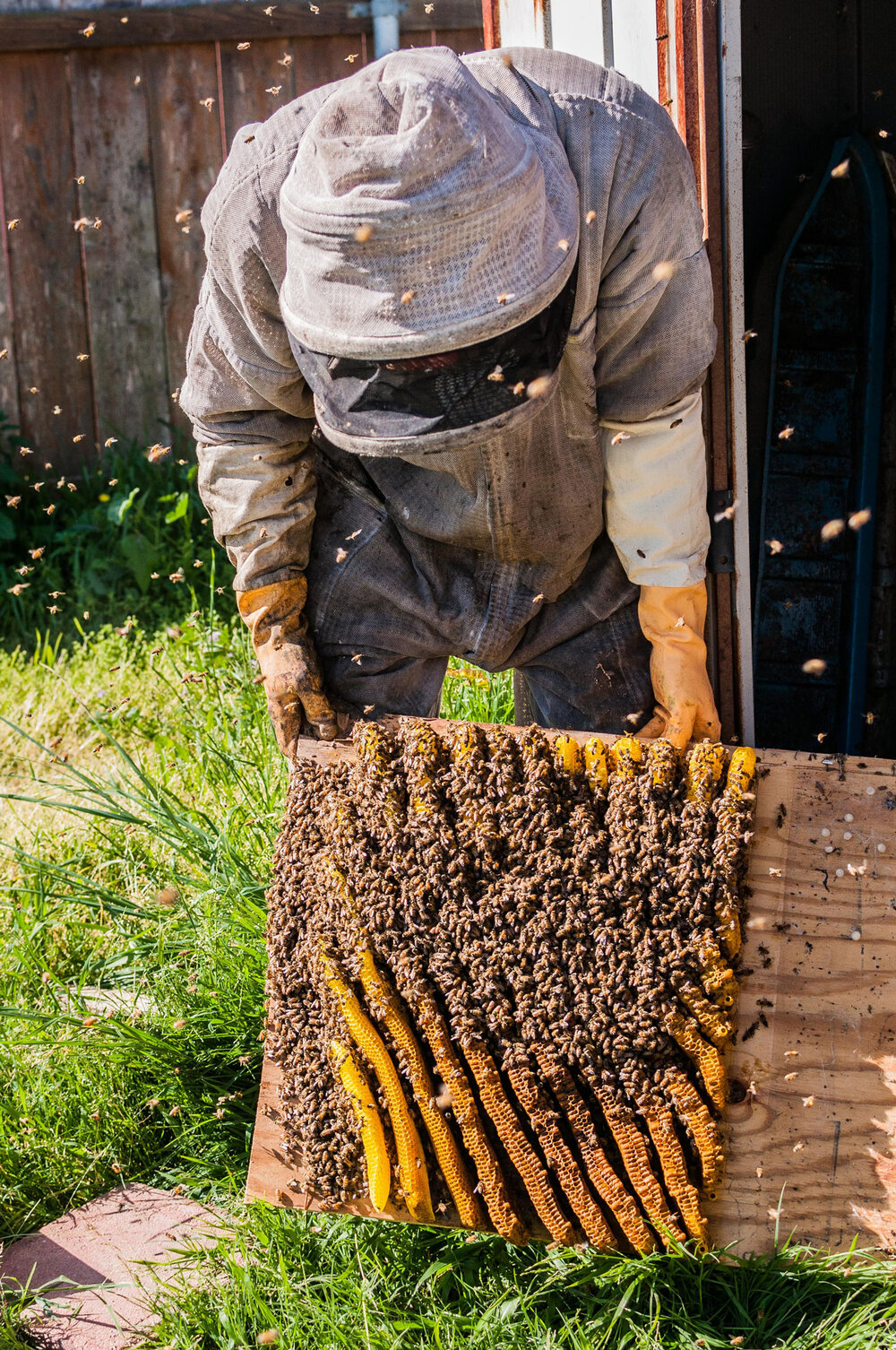 Live Bee Removal in Clairemont | Free Estimate — Bee Rescue