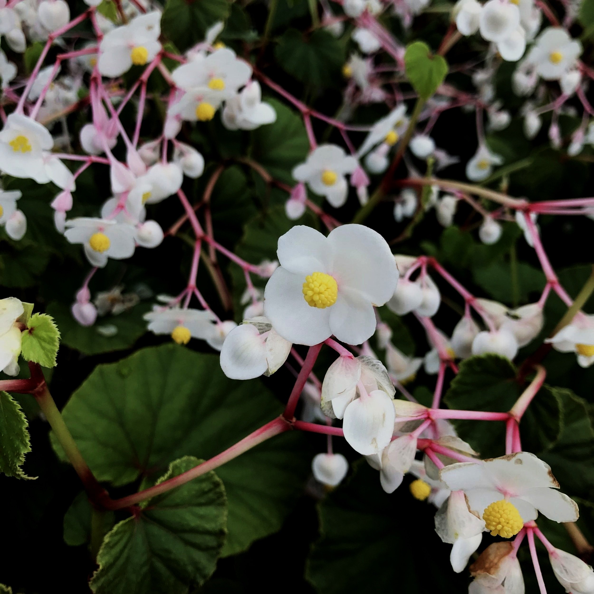 Begonia-grandis-Alba.2-e1573165464992-scaled.jpg