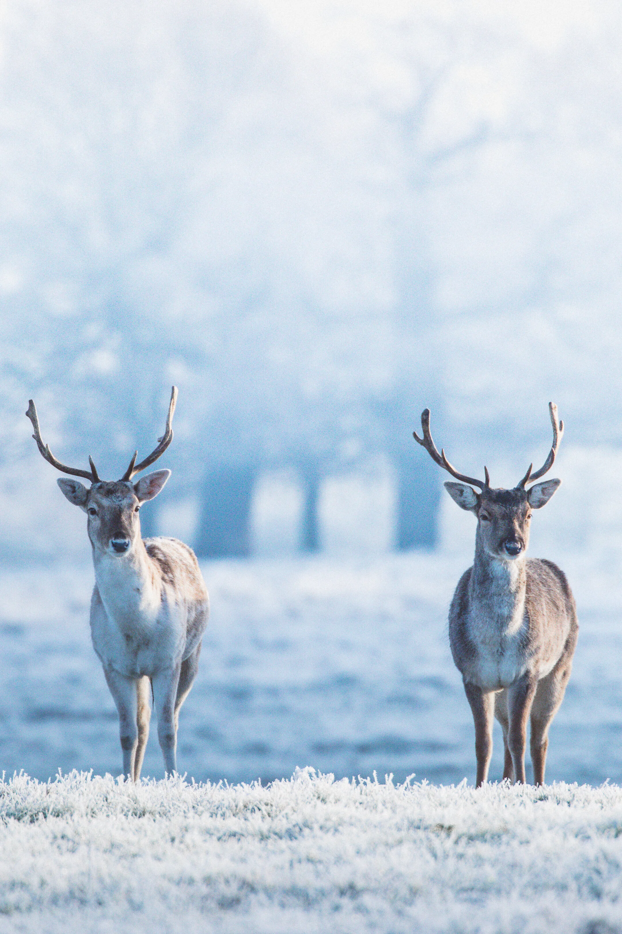 Winter Deer