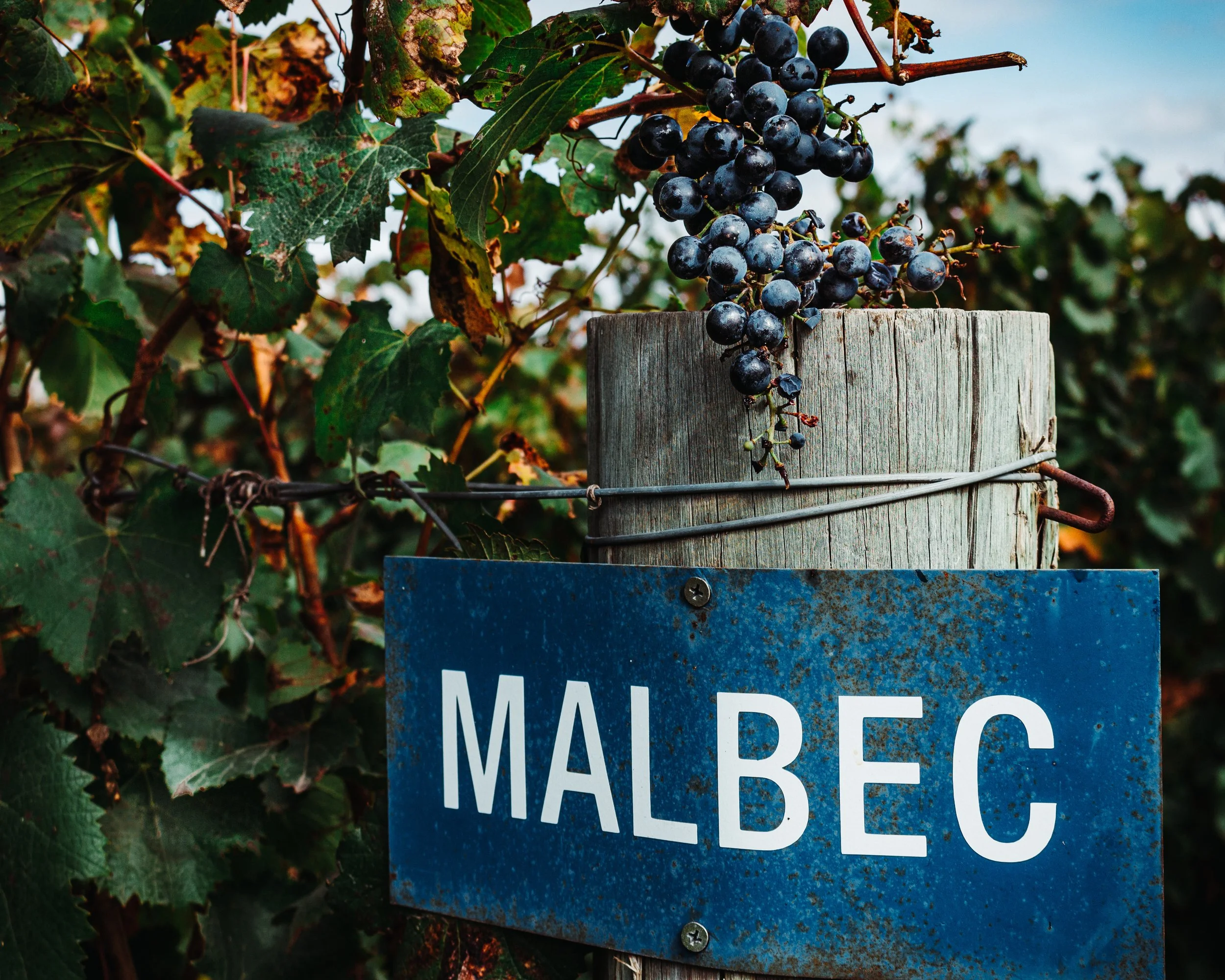 Happy Malbec World Day 2023