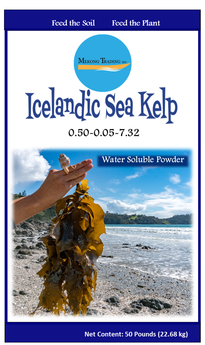 Icelandic Sea Kelp