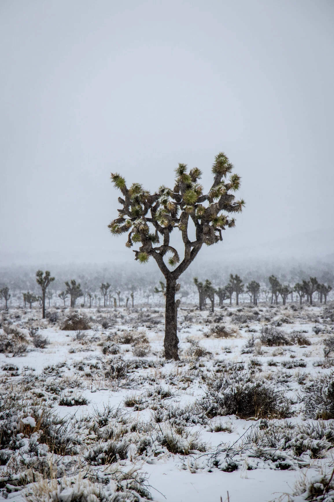 JOSHUA TREE