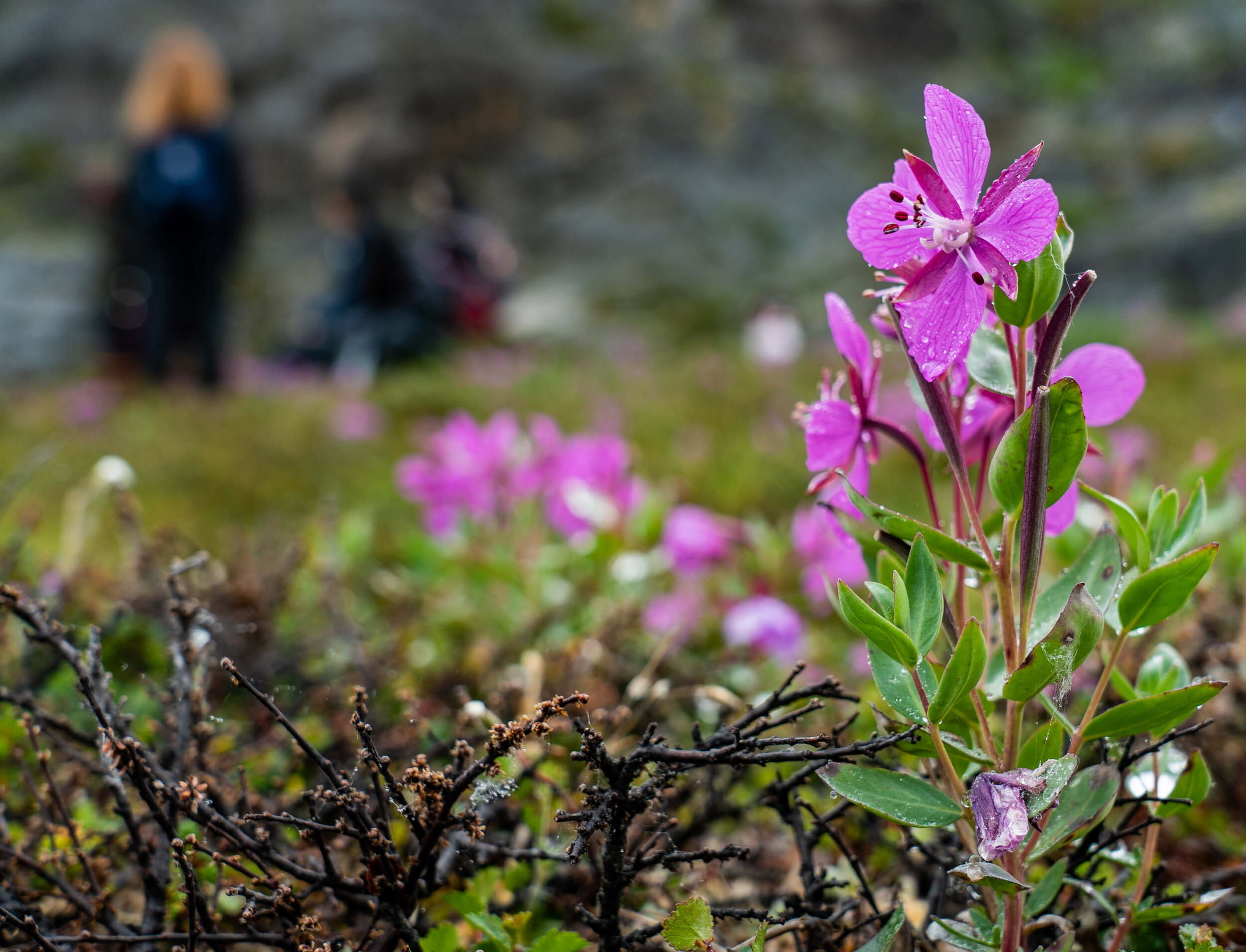 ‘insert plant specie’ here