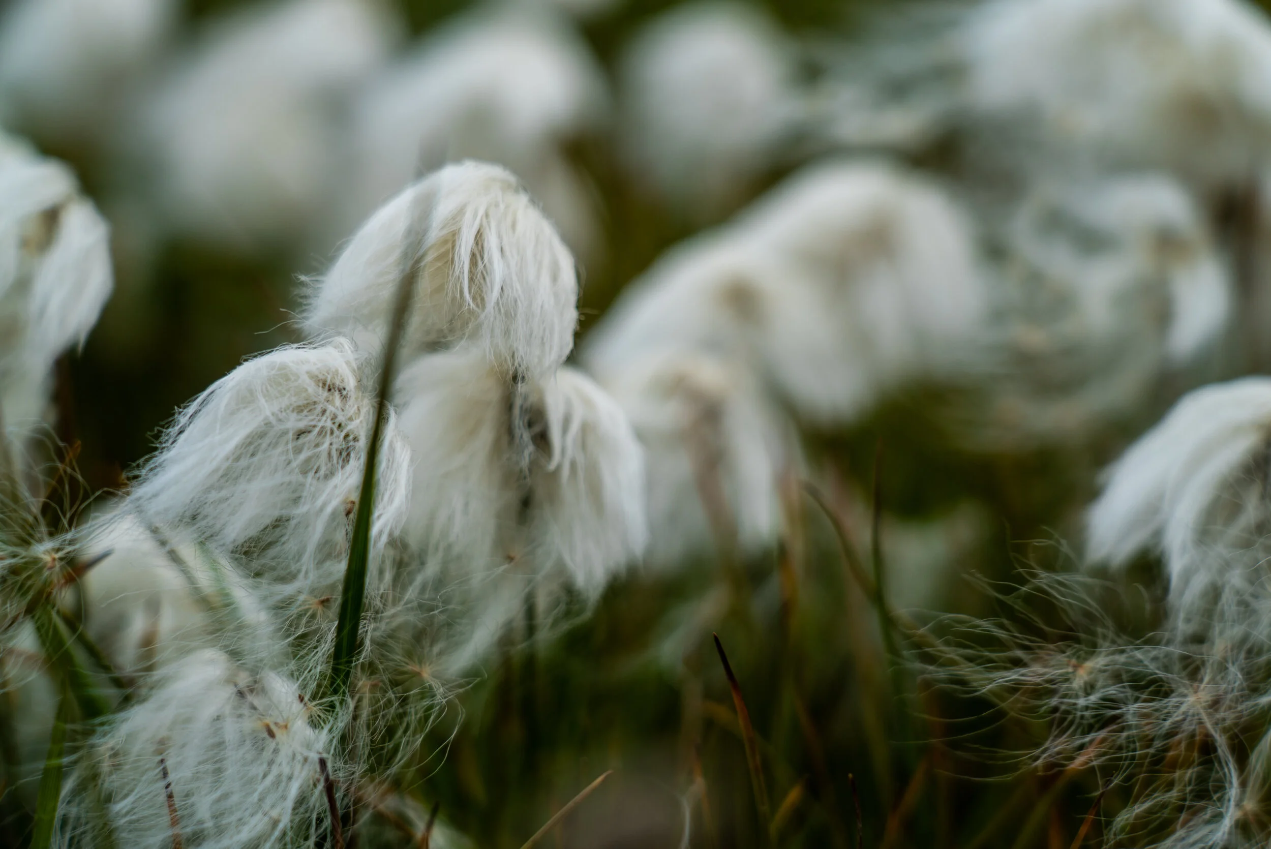 20190730_KAD_Day9_Pond Inlet_01964.jpg